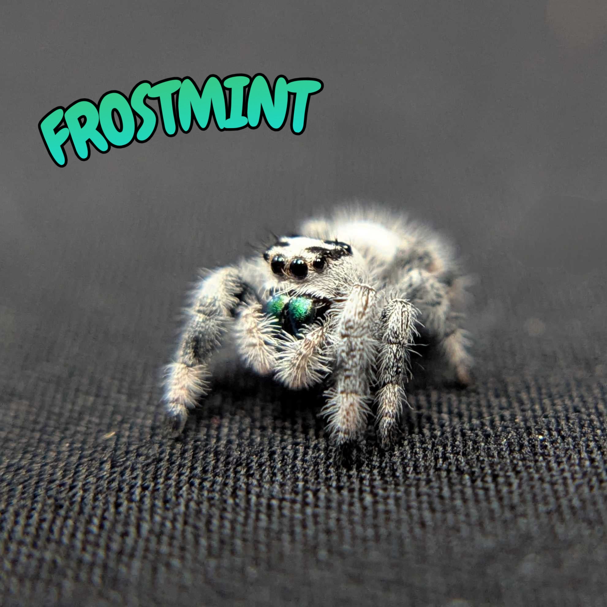 Regal Jumping Spider "Frostmint"