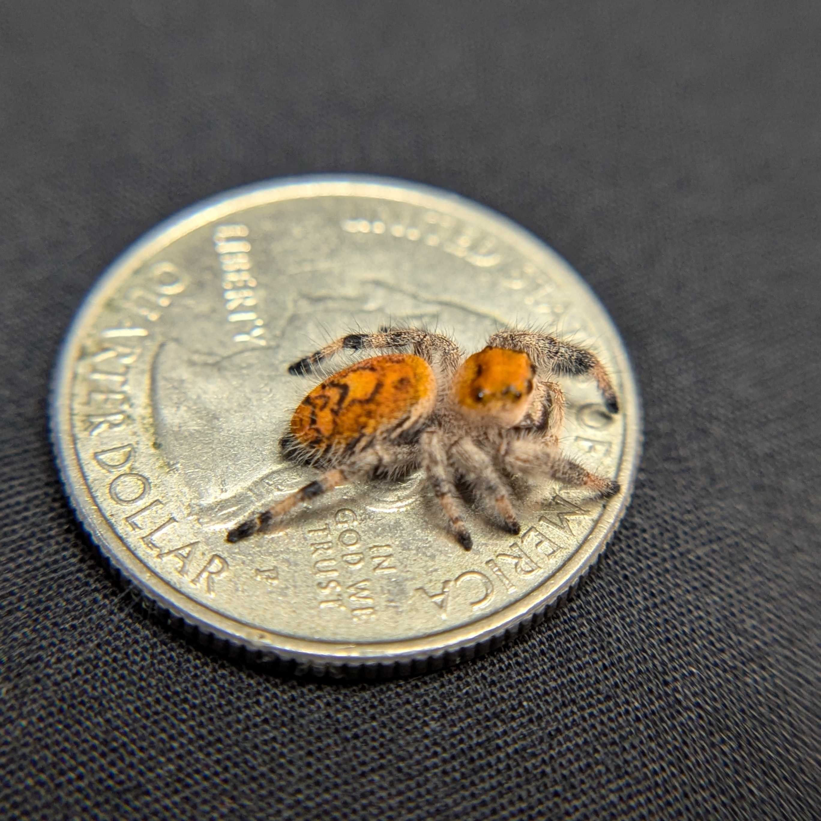 Regal Jumping Spider "Clementine"