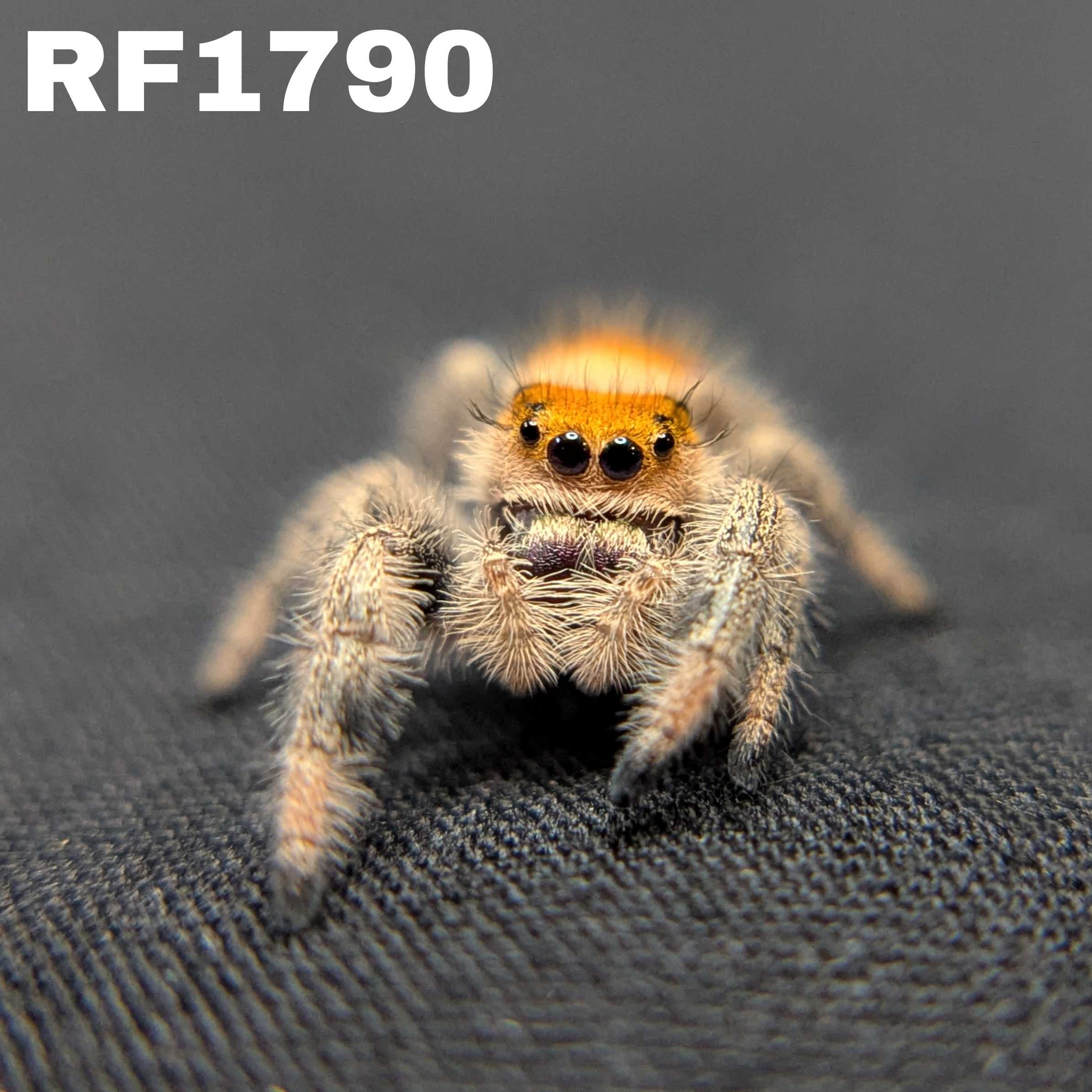 Regal Jumping Spider "Clementine"