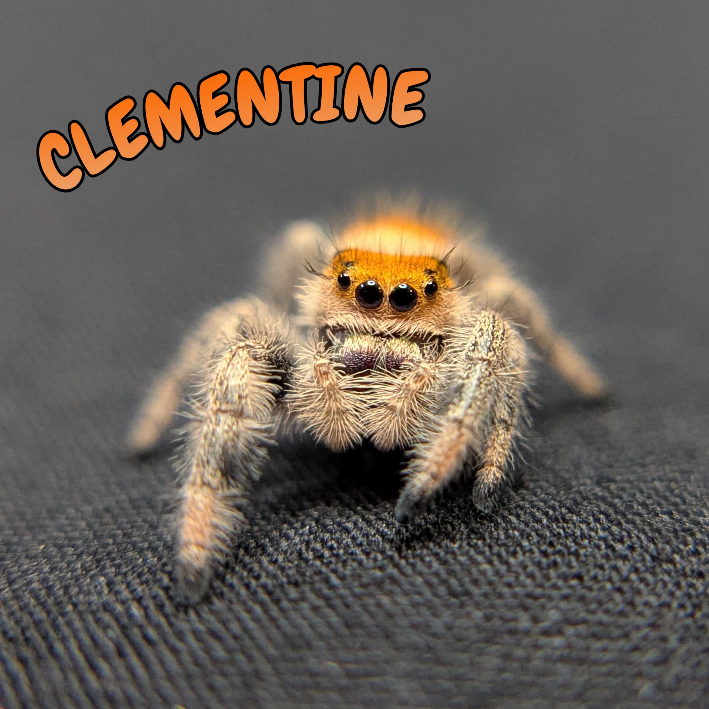 Regal Jumping Spider "Clementine"