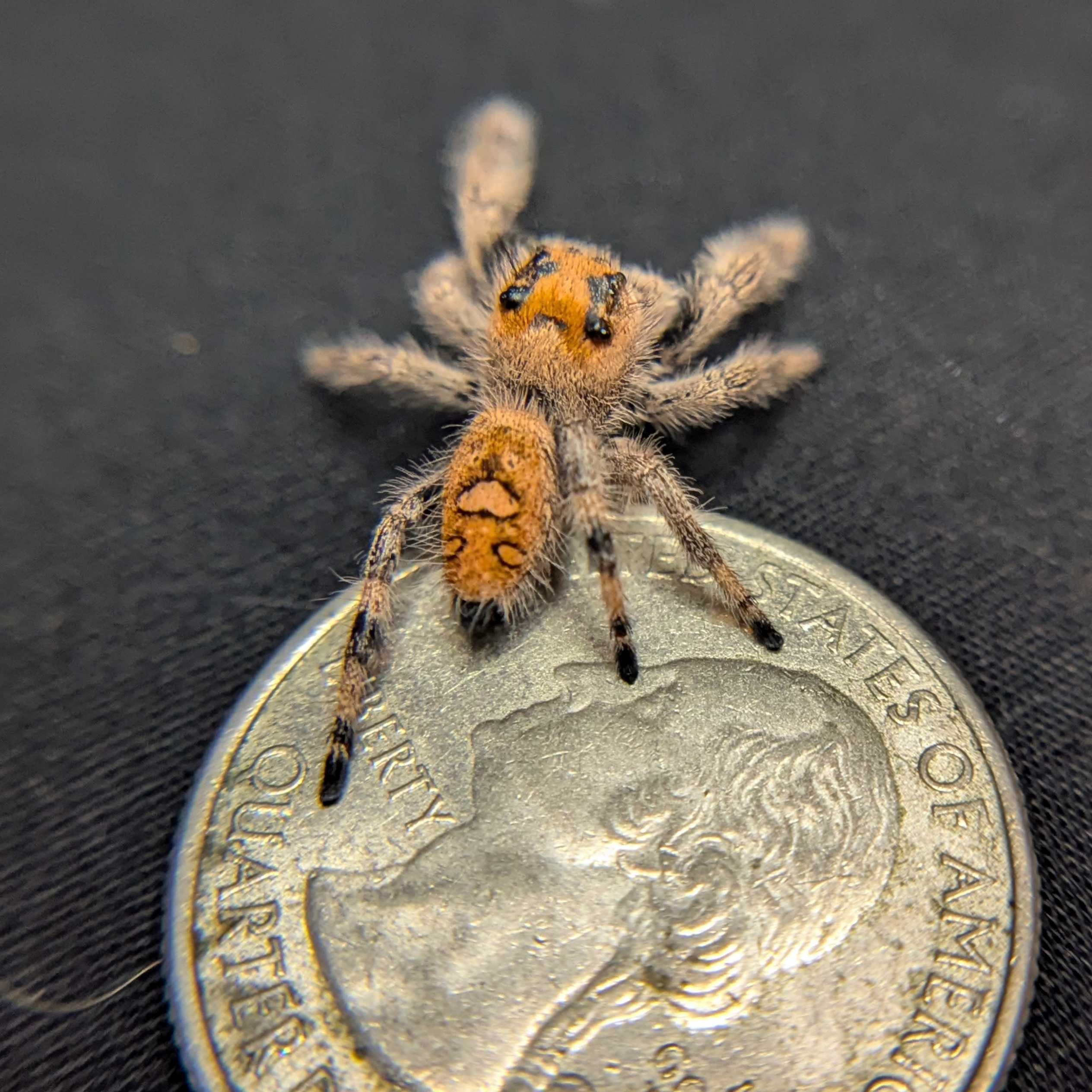 Regal Jumping Spider “Fruity Pebbles”