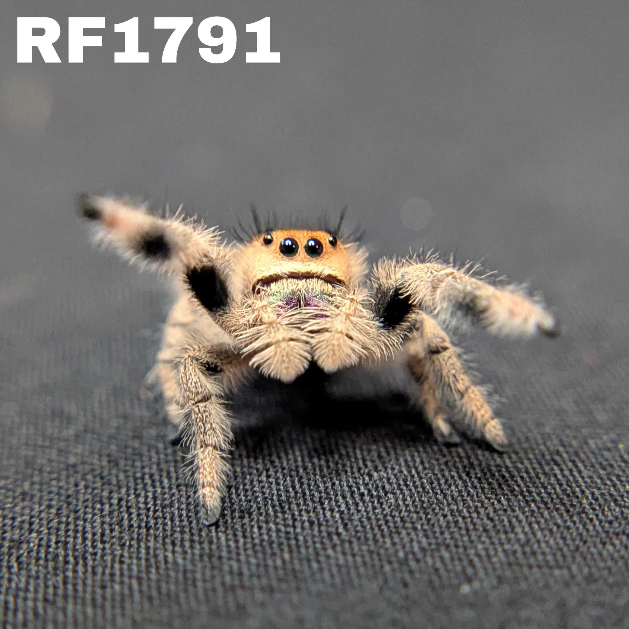 Regal Jumping Spider “Fruity Pebbles”