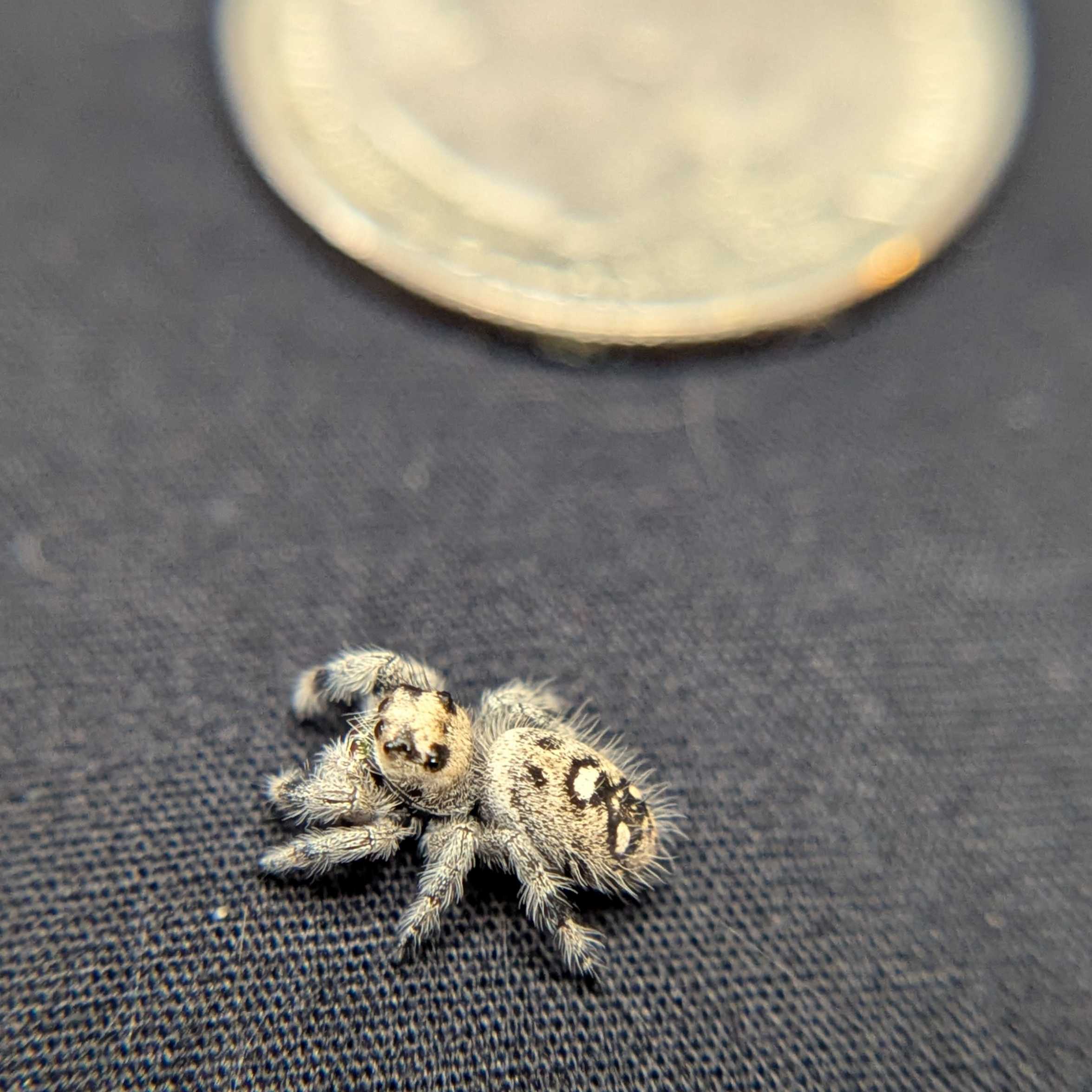 Regal Jumping Spider "Wonder"