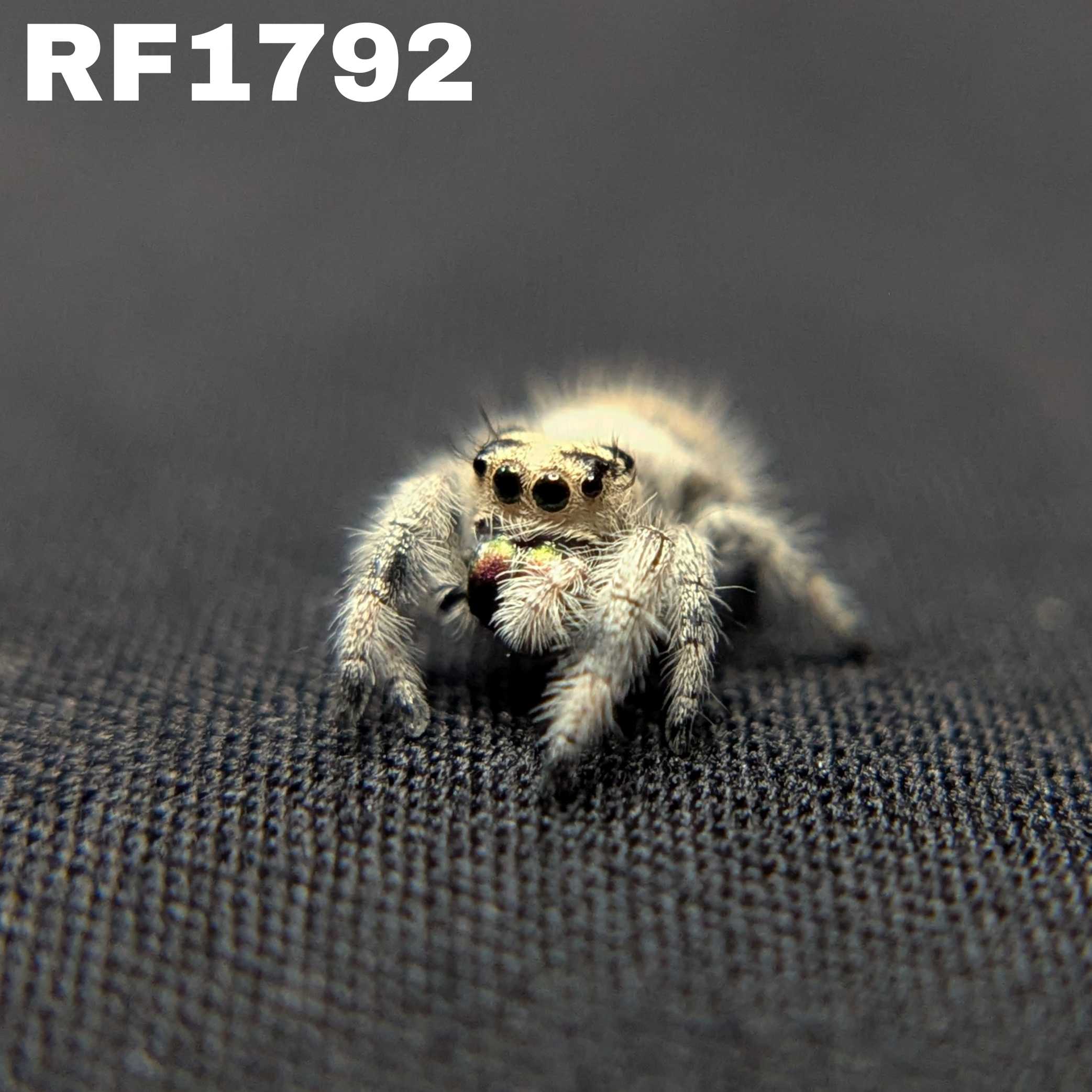 Regal Jumping Spider "Wonder"