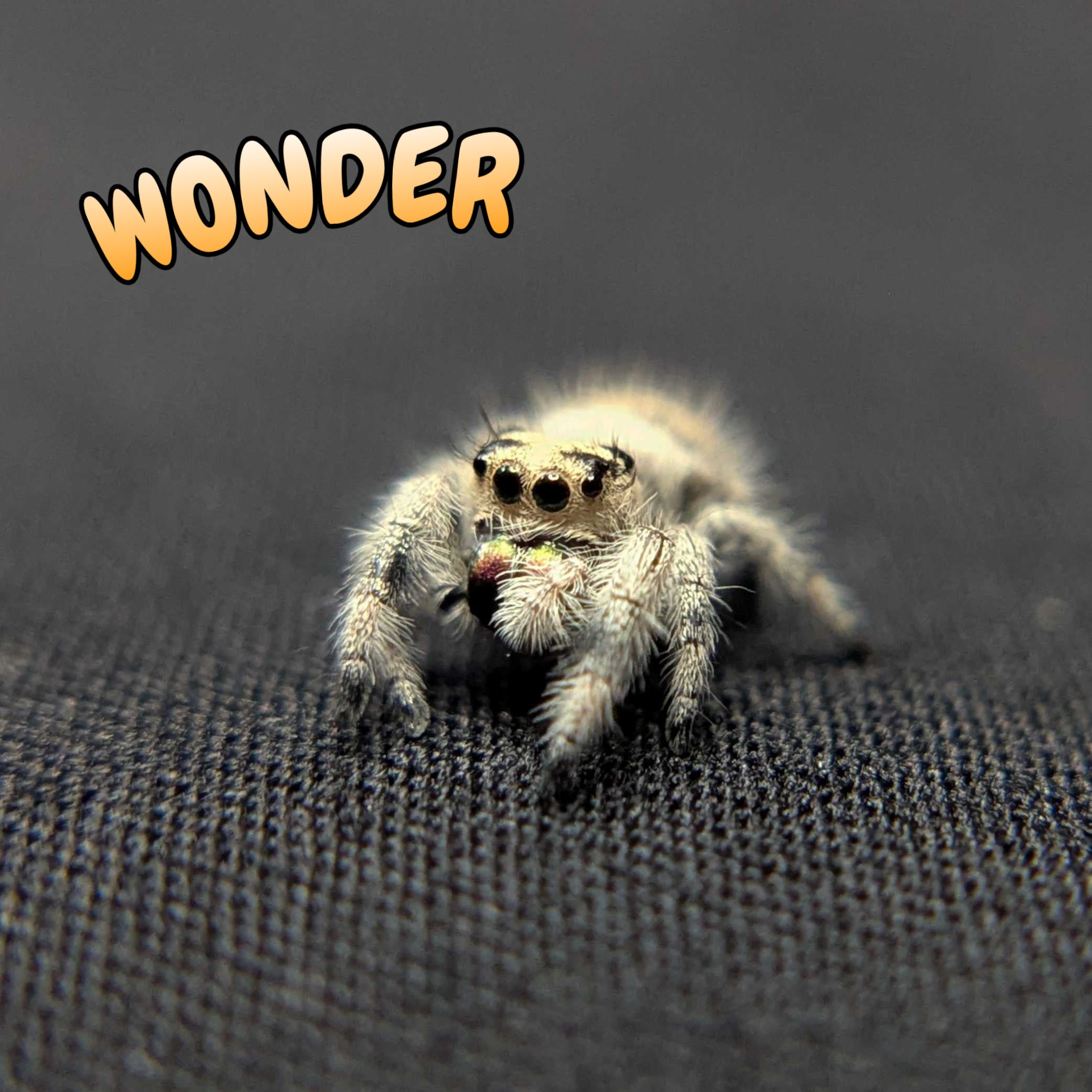 Regal Jumping Spider "Wonder"