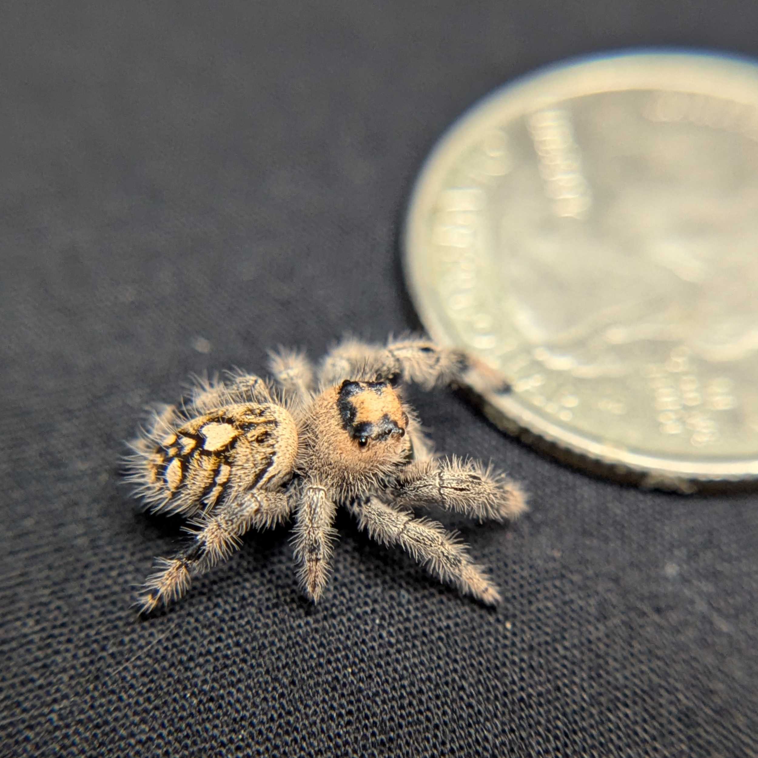 Regal Jumping Spider "Blossom"