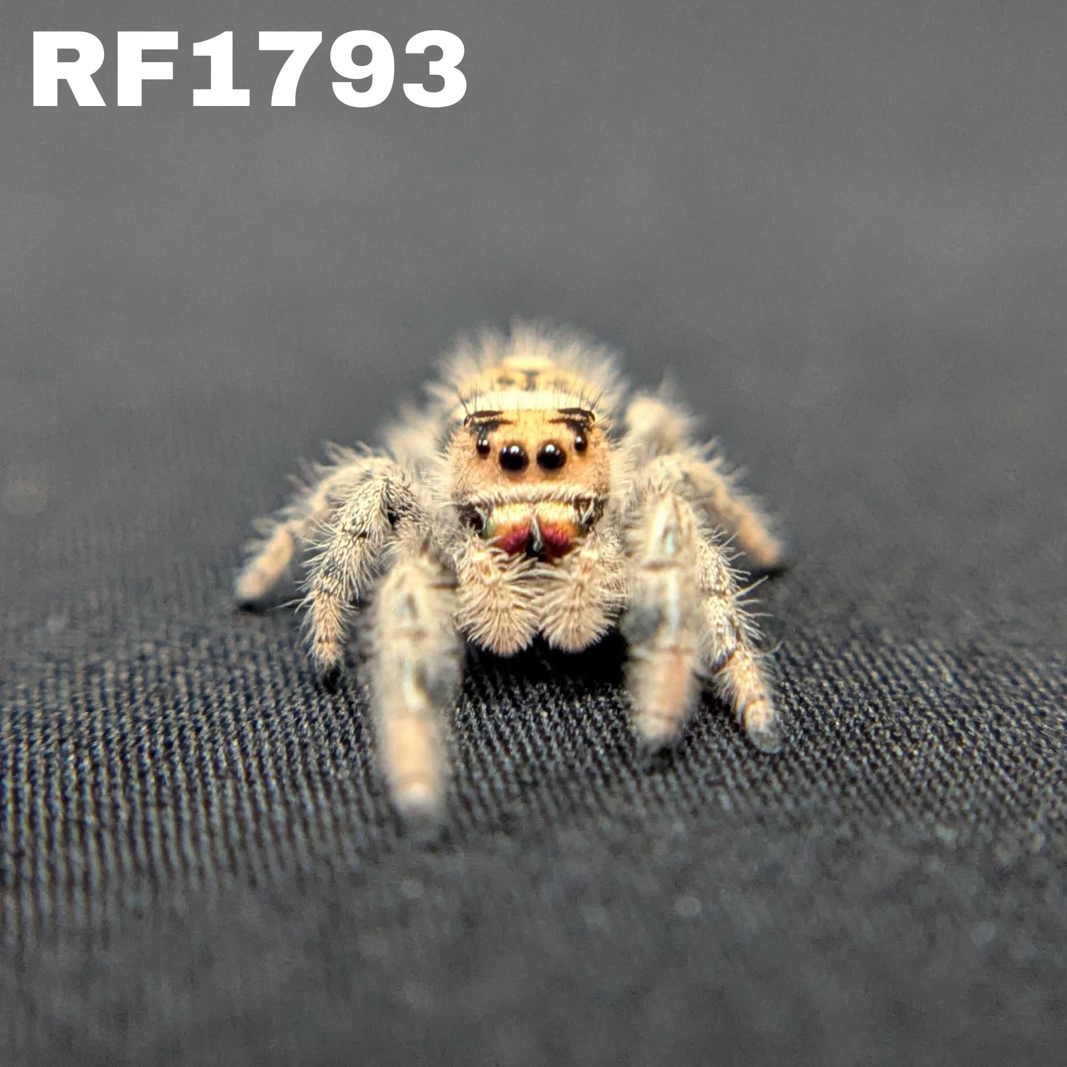 Regal Jumping Spider "Blossom"