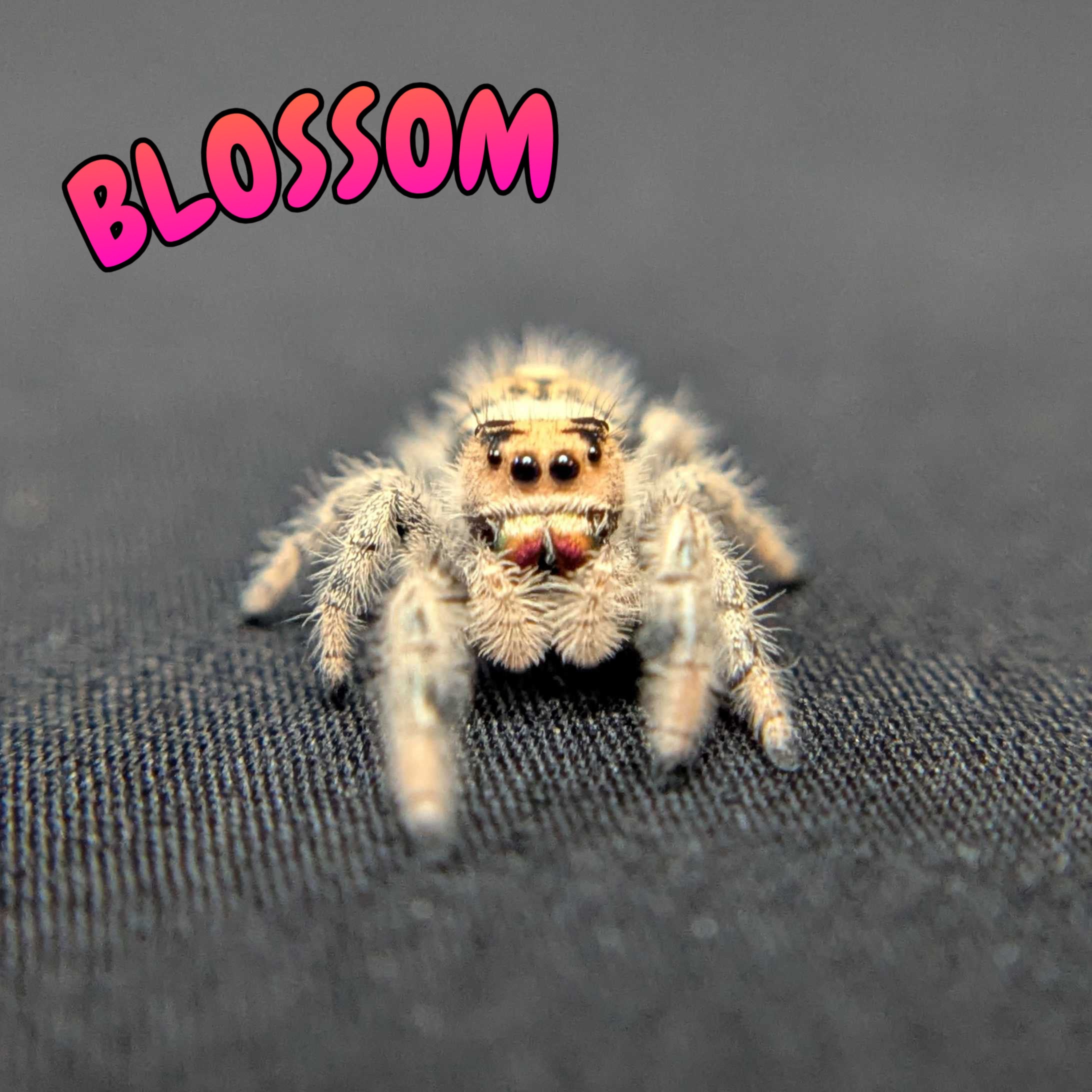 Regal Jumping Spider "Blossom"