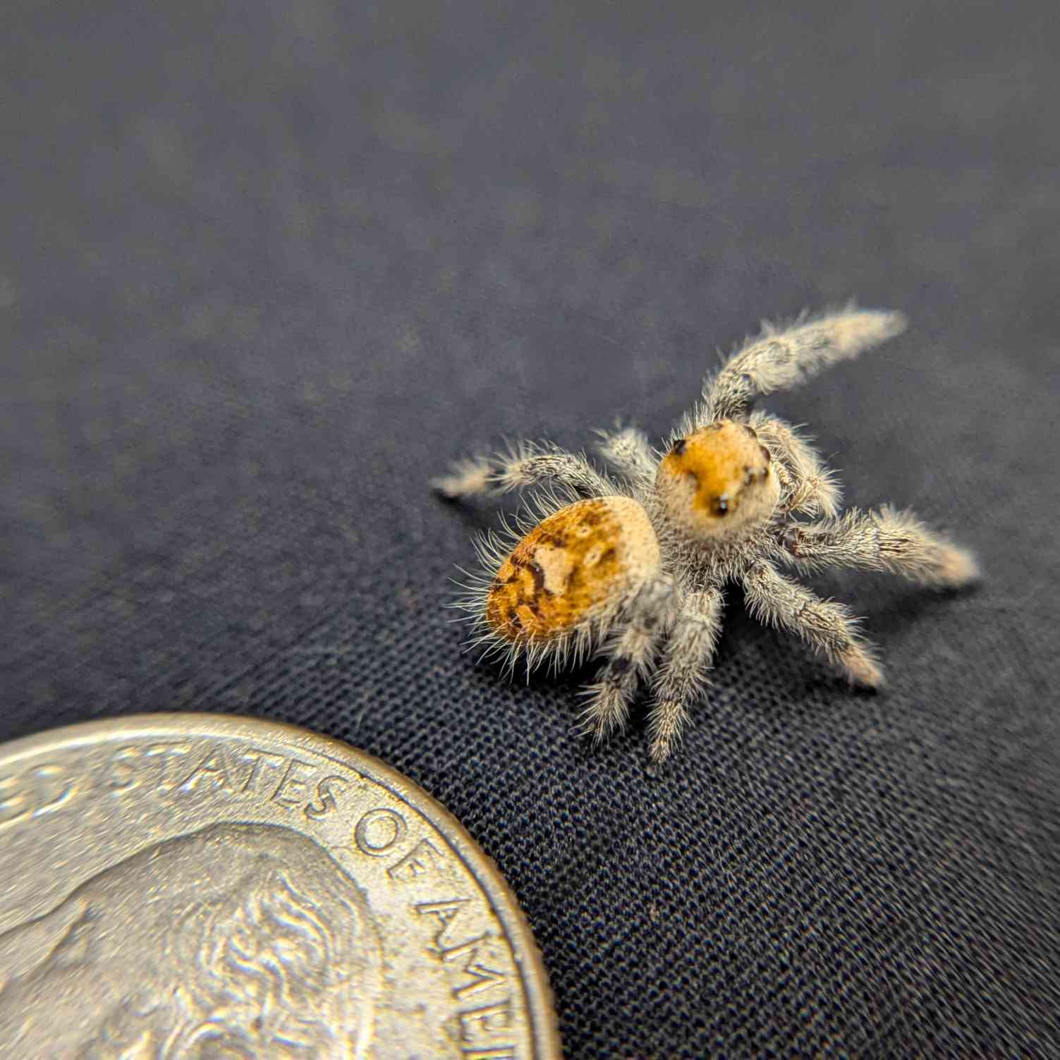 Regal Jumping Spider "Mango Puff"