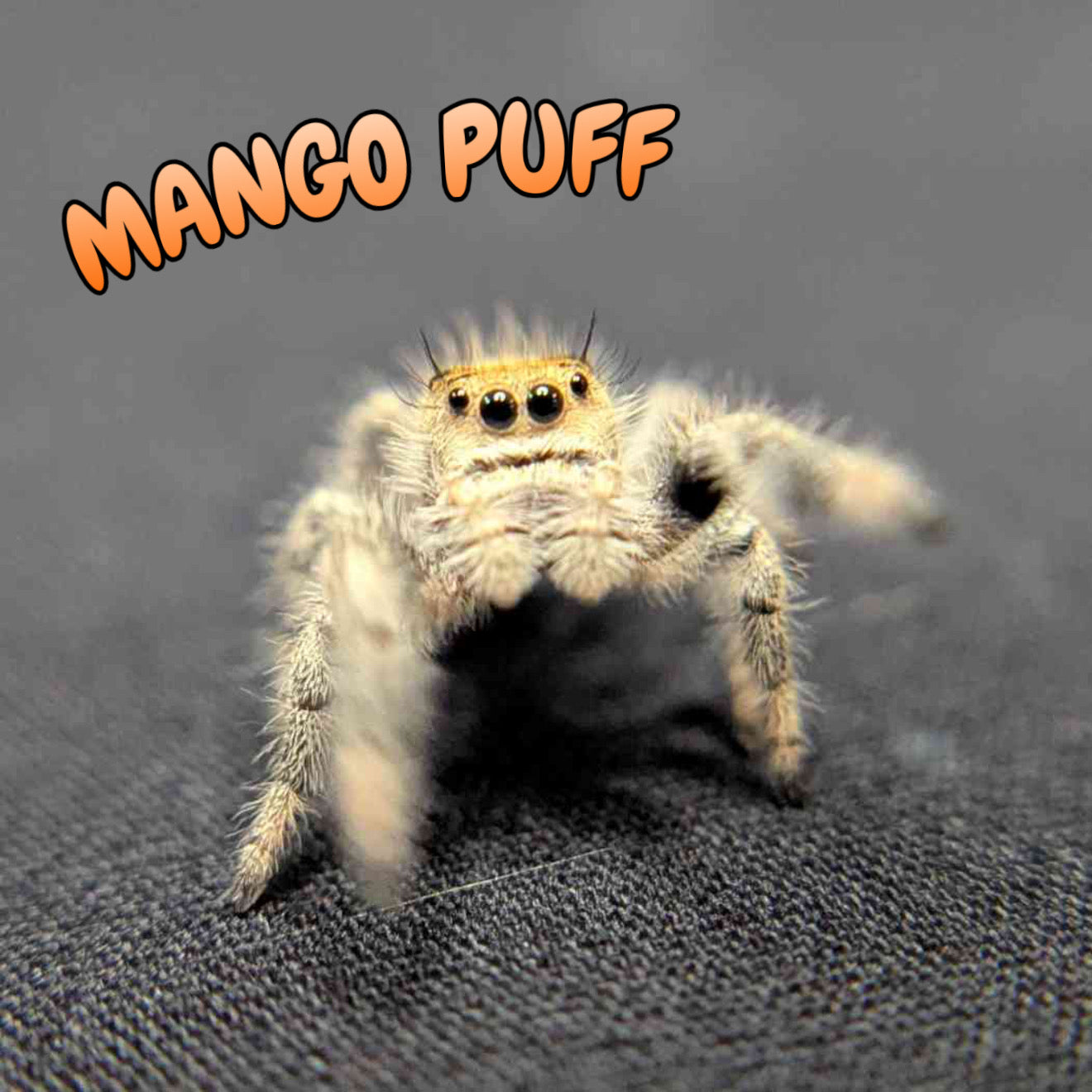 Regal Jumping Spider "Mango Puff"
