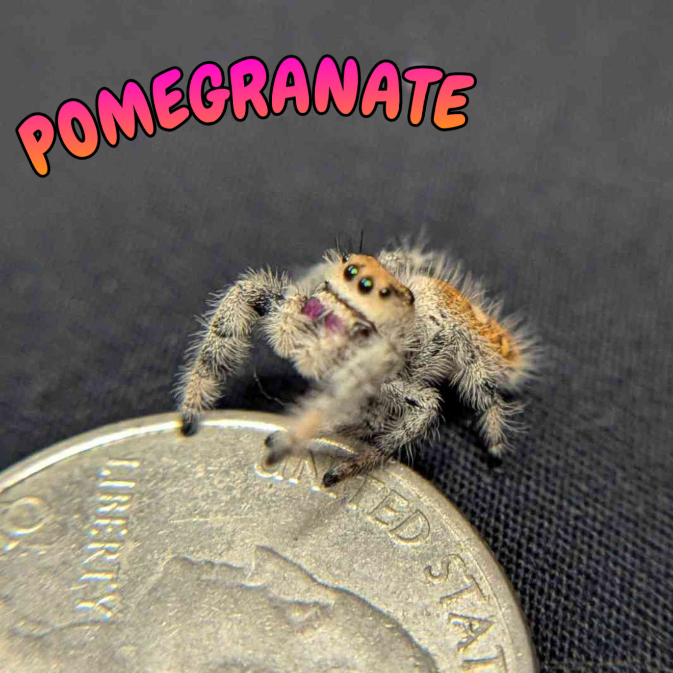 Regal Jumping Spider "Pomegranate"