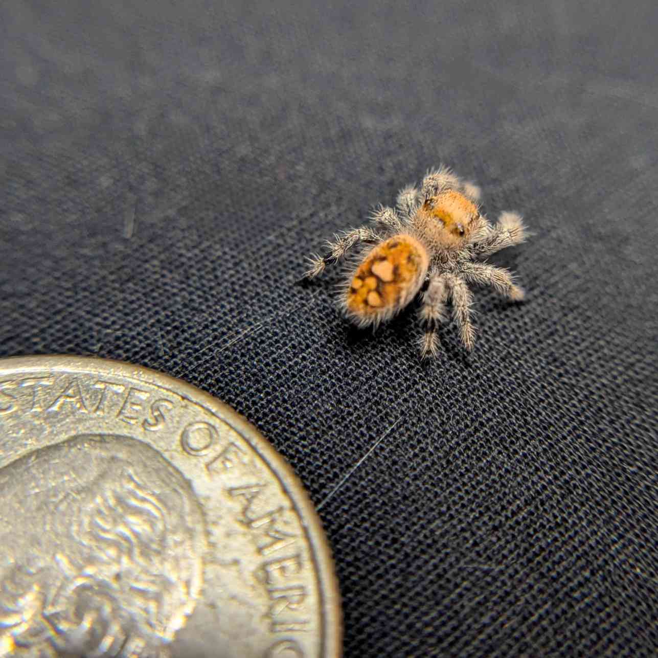 Regal Jumping Spider "Bubblegum"
