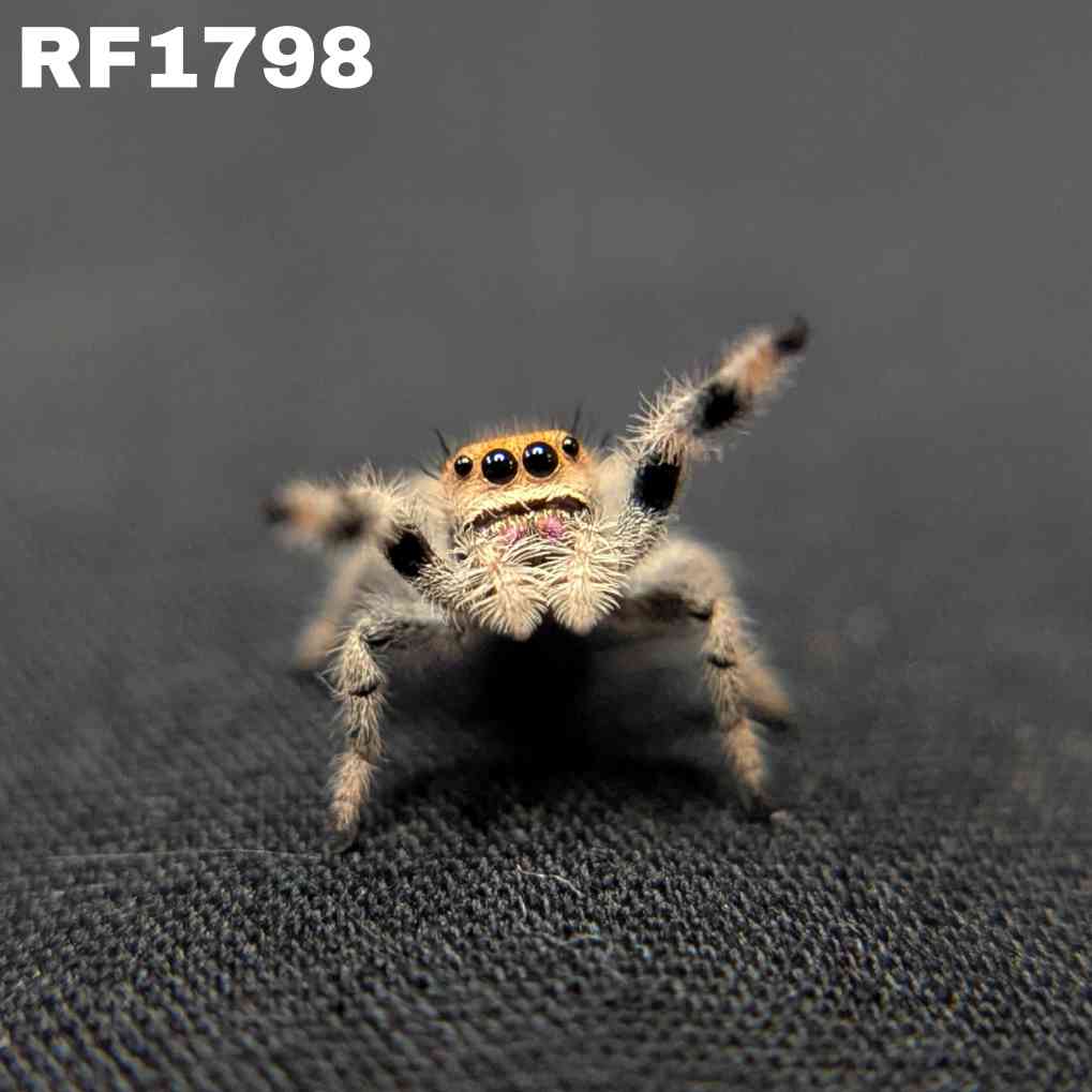Regal Jumping Spider "Bubblegum"