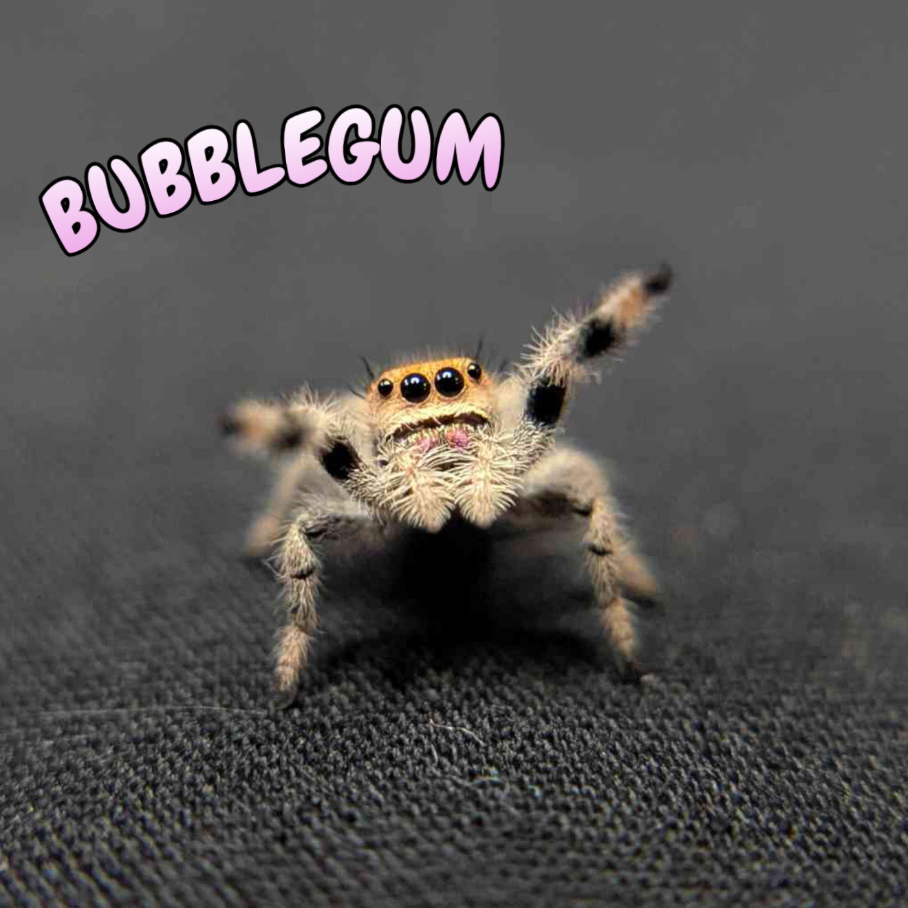 Regal Jumping Spider "Bubblegum"