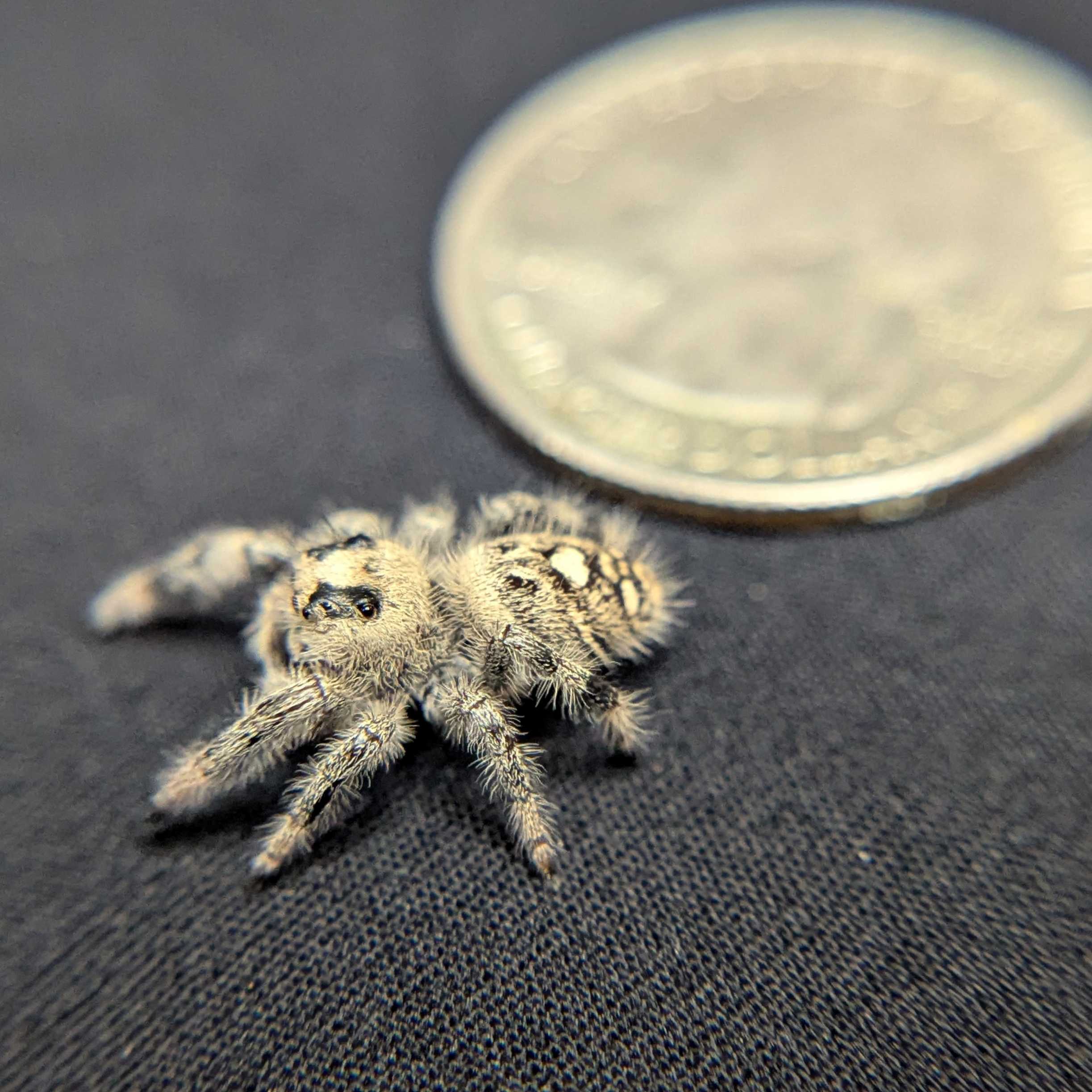 Regal Jumping Spider "Raven"