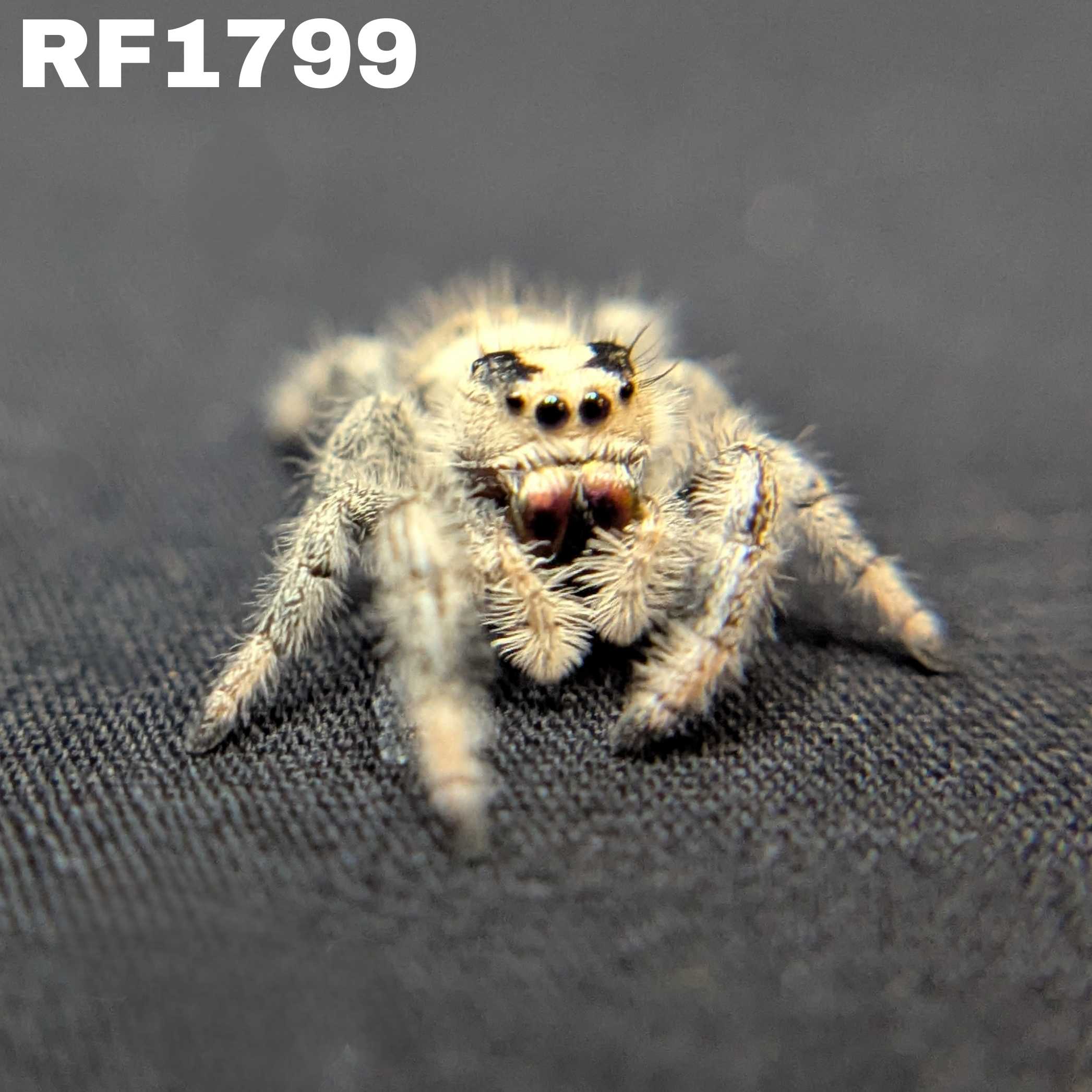 Regal Jumping Spider "Raven"