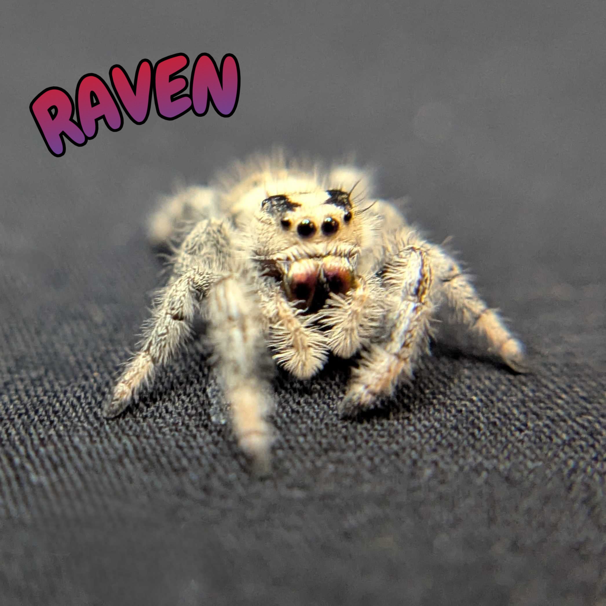 Regal Jumping Spider "Raven"