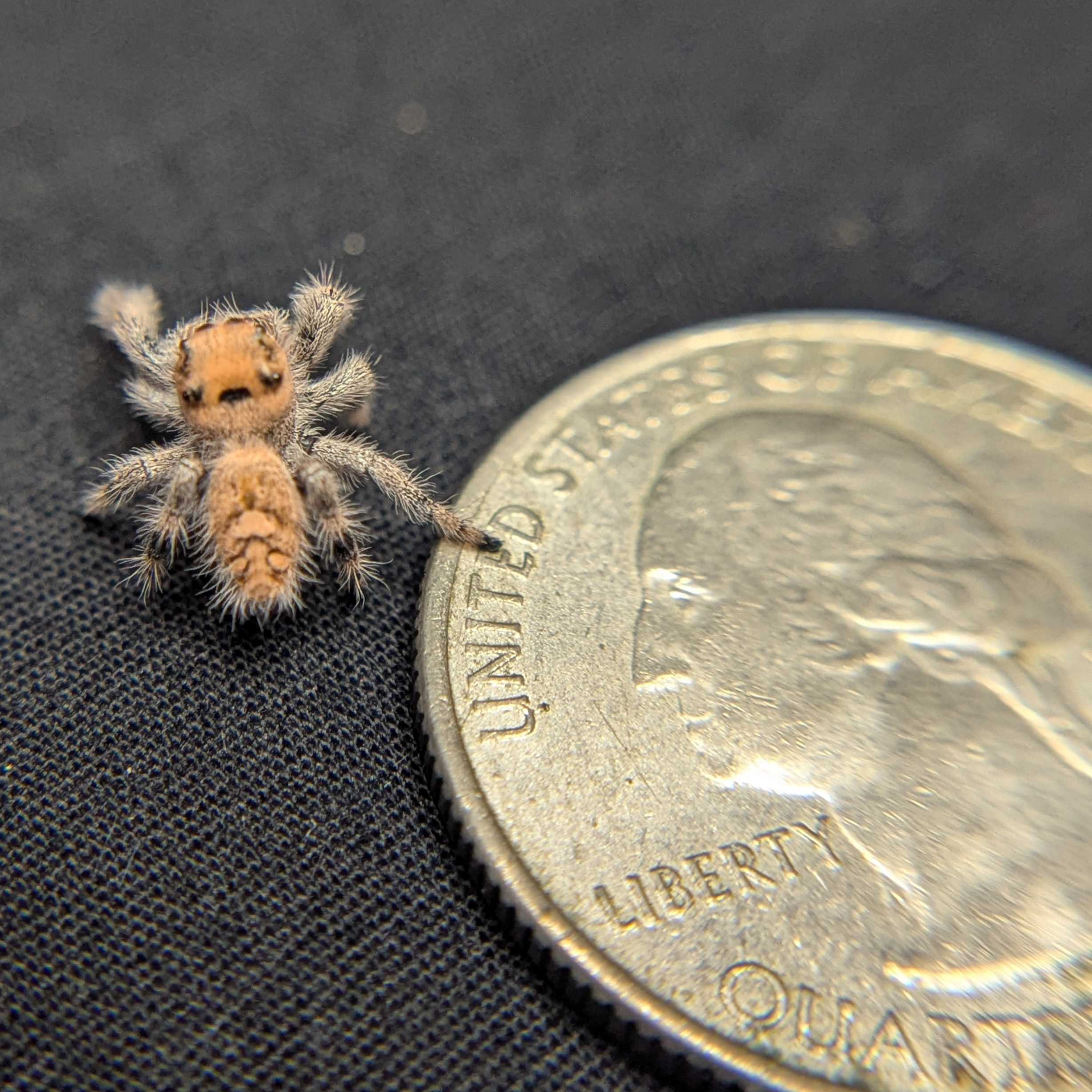 Regal Jumping Spider "Maple"
