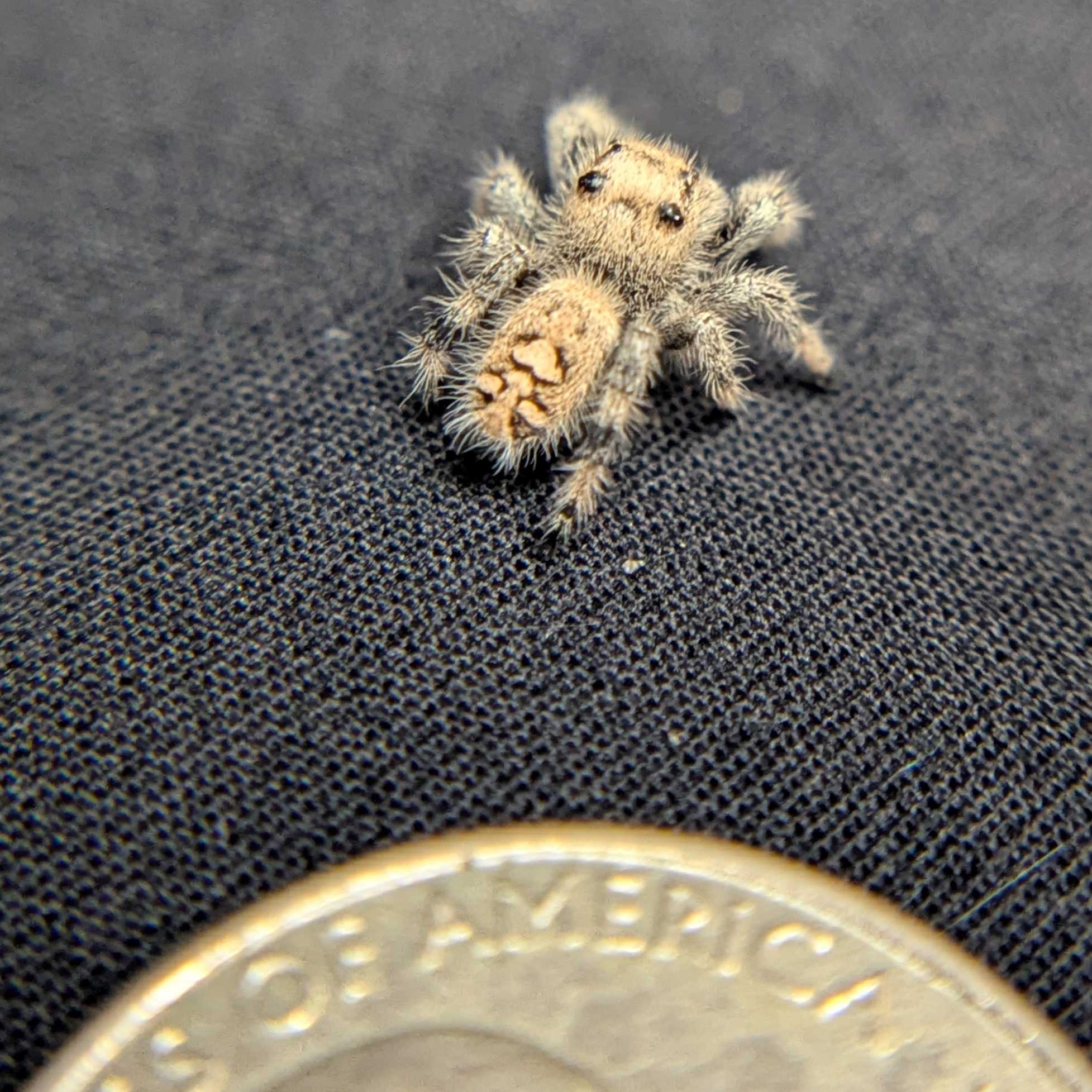 Regal Jumping Spider "Sunflower"