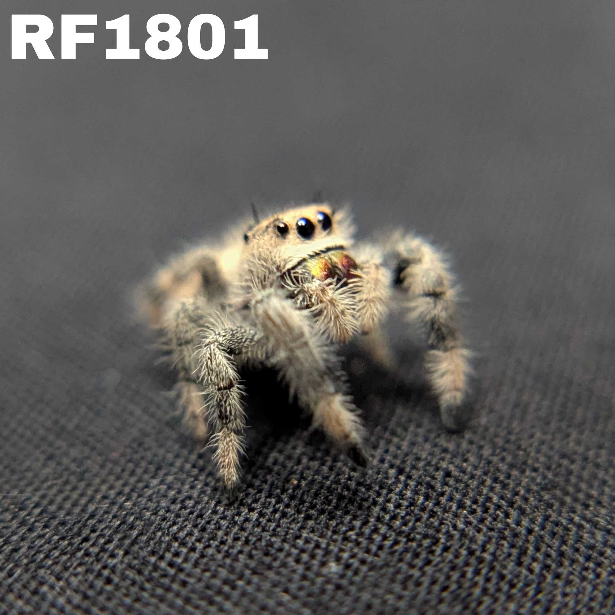 Regal Jumping Spider "Sunflower"