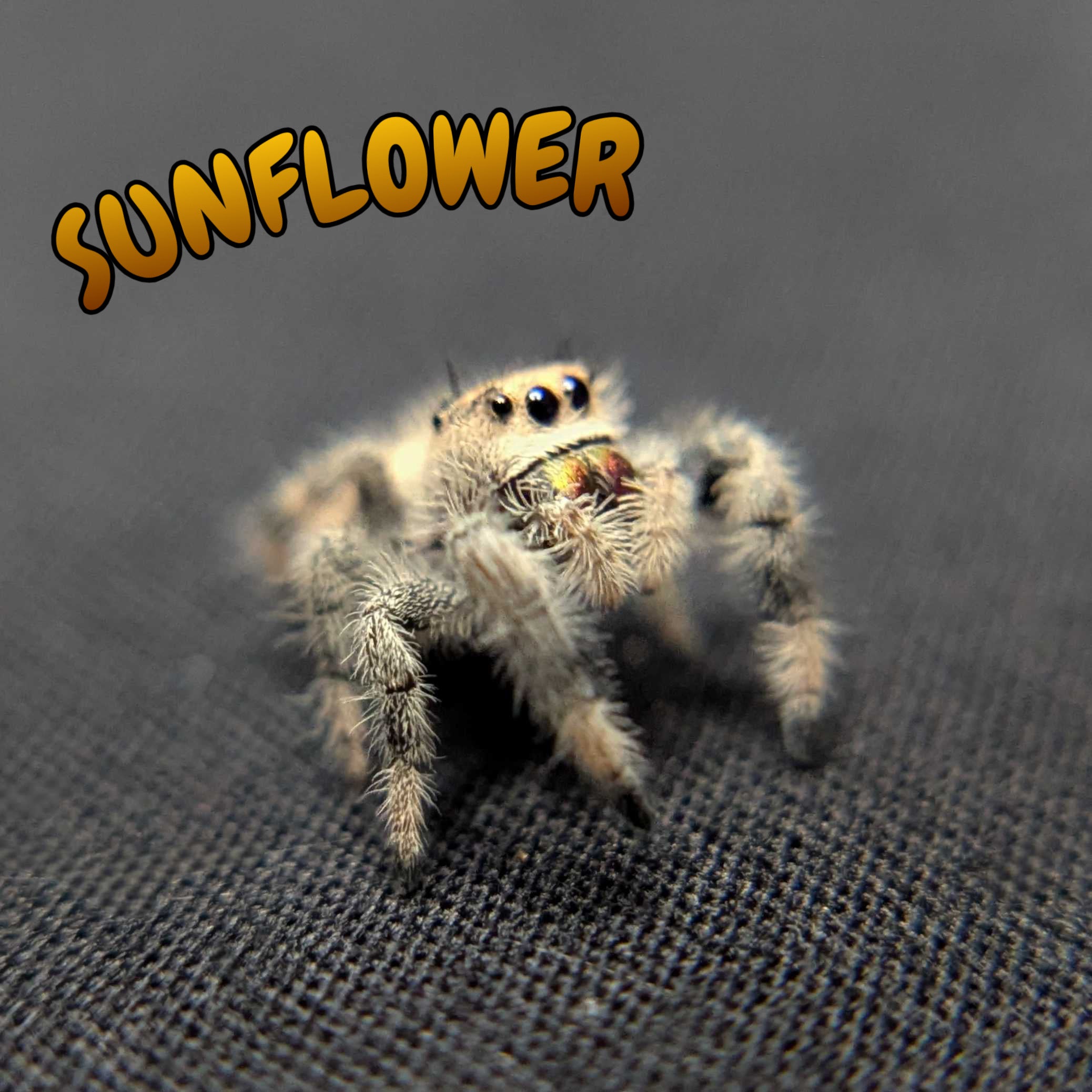 Regal Jumping Spider "Sunflower"
