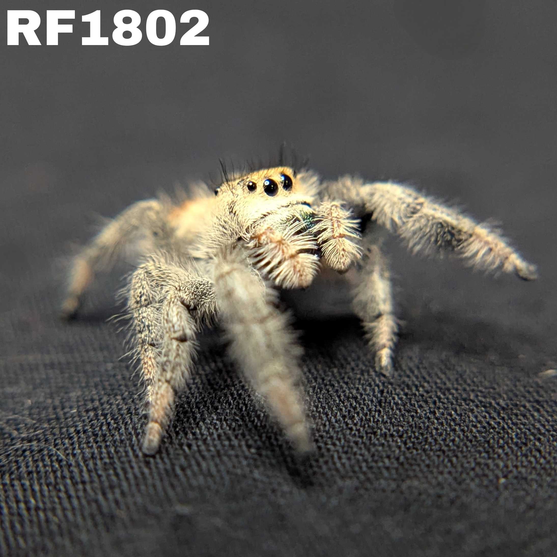 Regal Jumping Spider “Azalea”