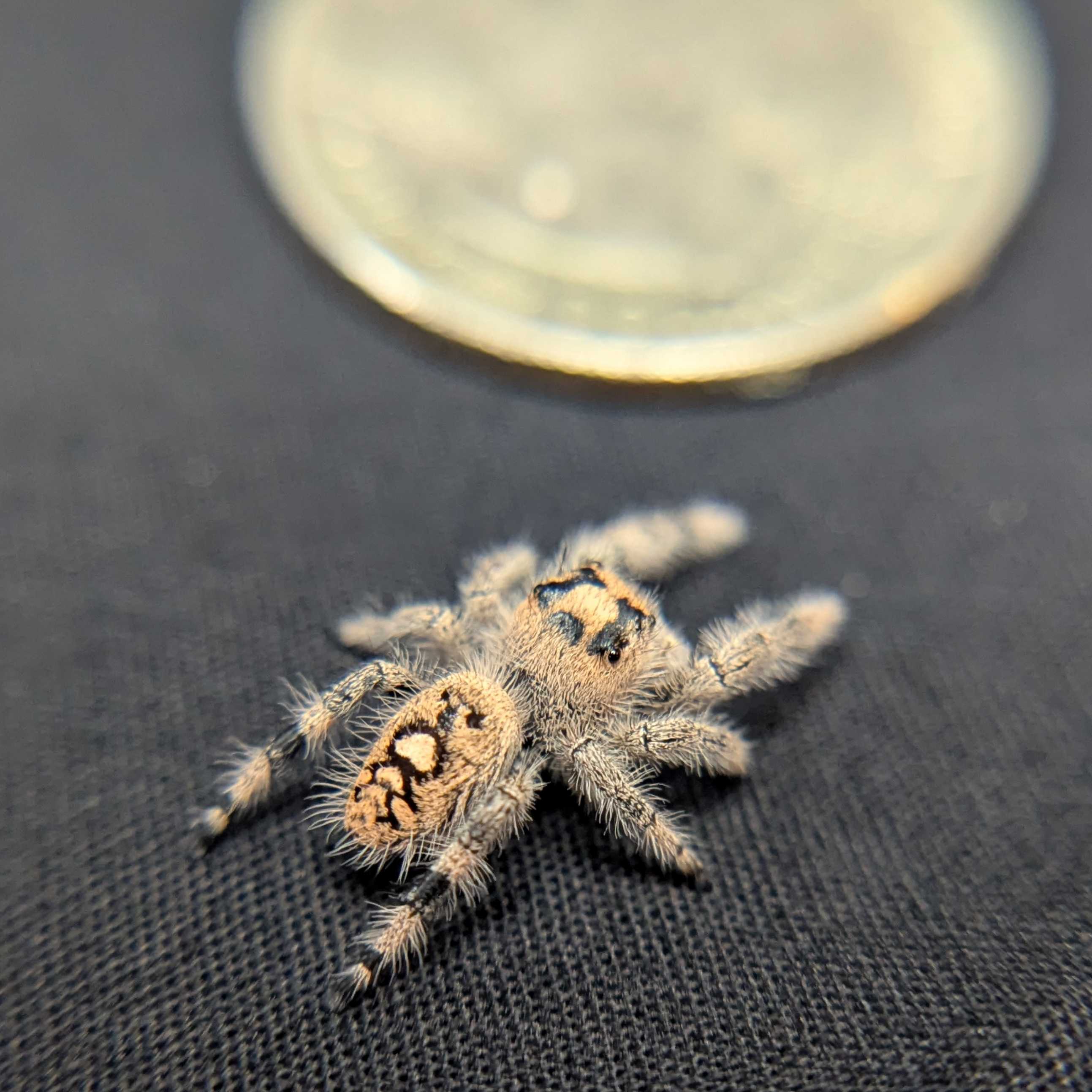 Regal Jumping Spider "Cupid"