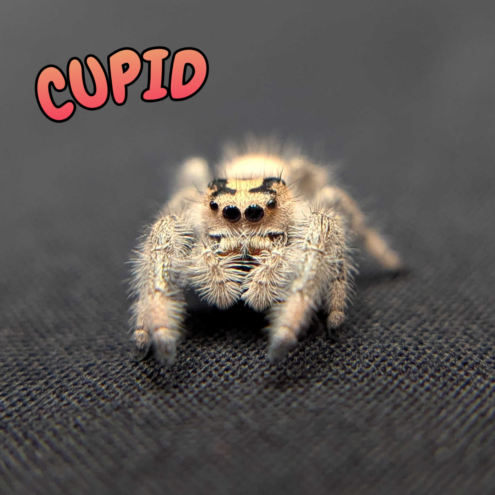 Regal Jumping Spider "Cupid"