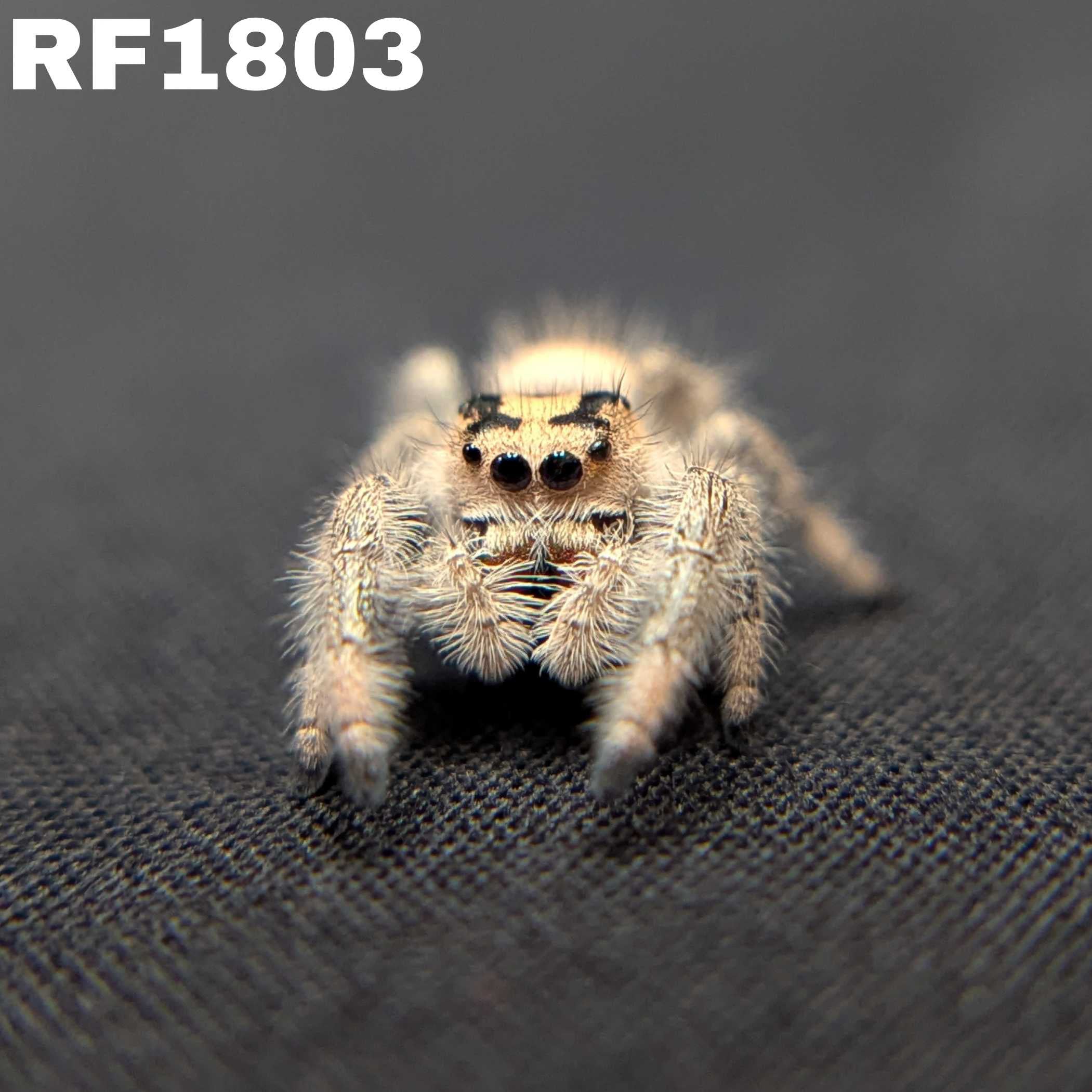Regal Jumping Spider "Cupid"
