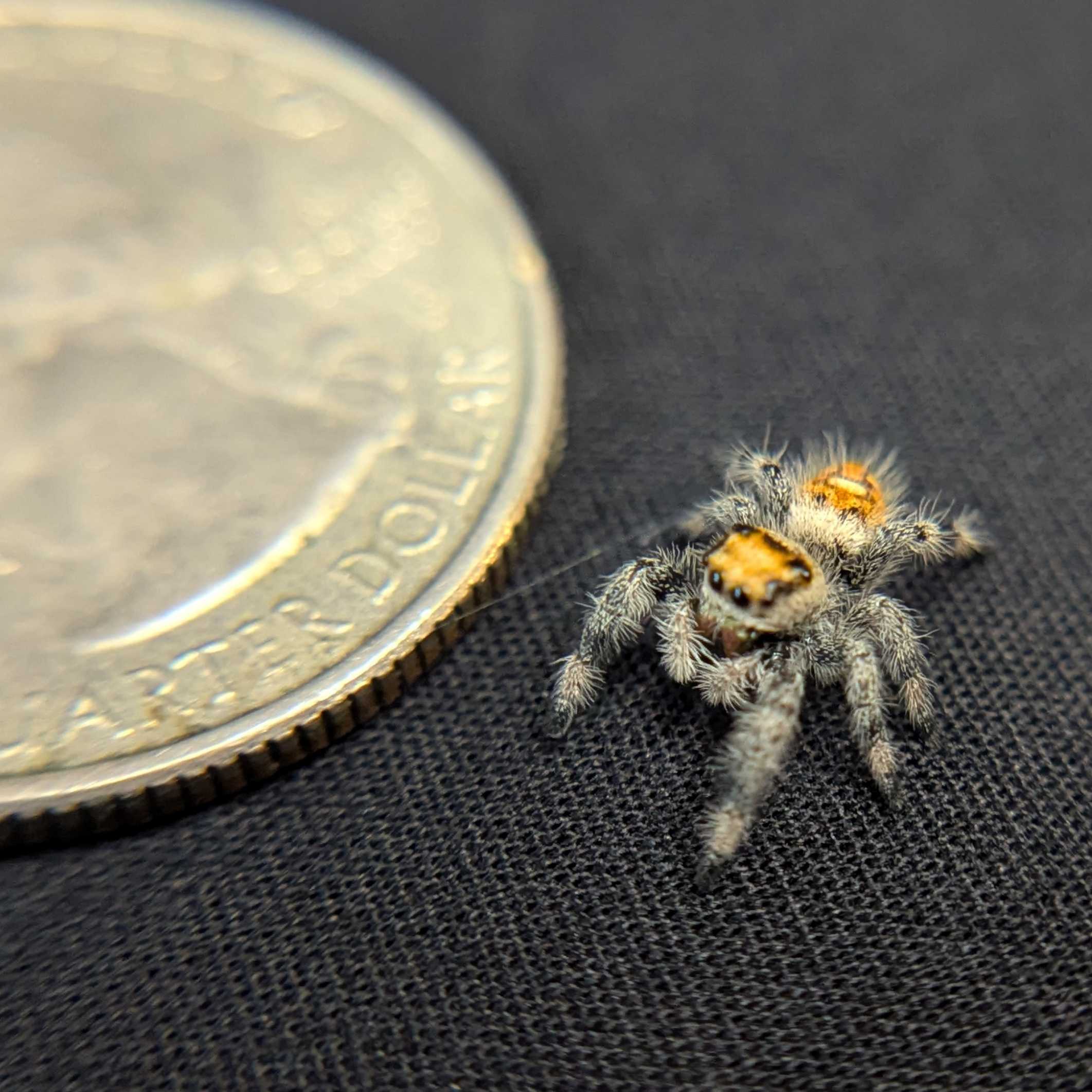 Regal Jumping Spider “Honeycomb”
