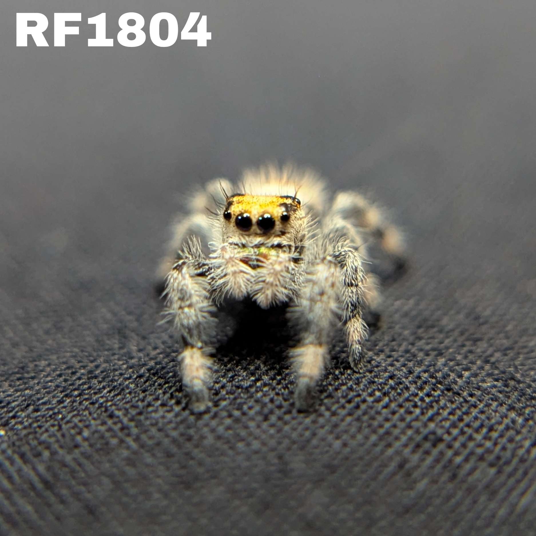 Regal Jumping Spider “Honeycomb”