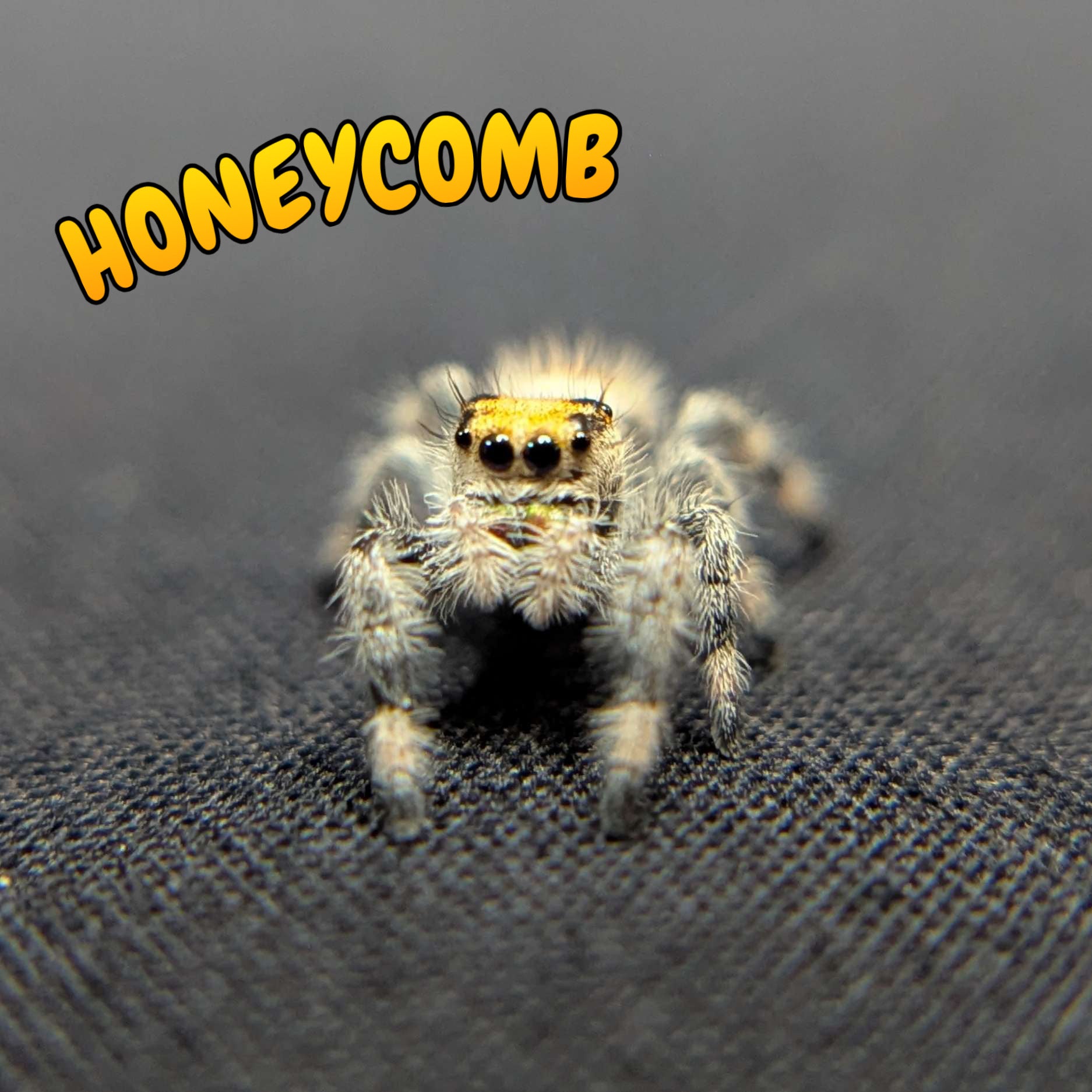 Regal Jumping Spider “Honeycomb”
