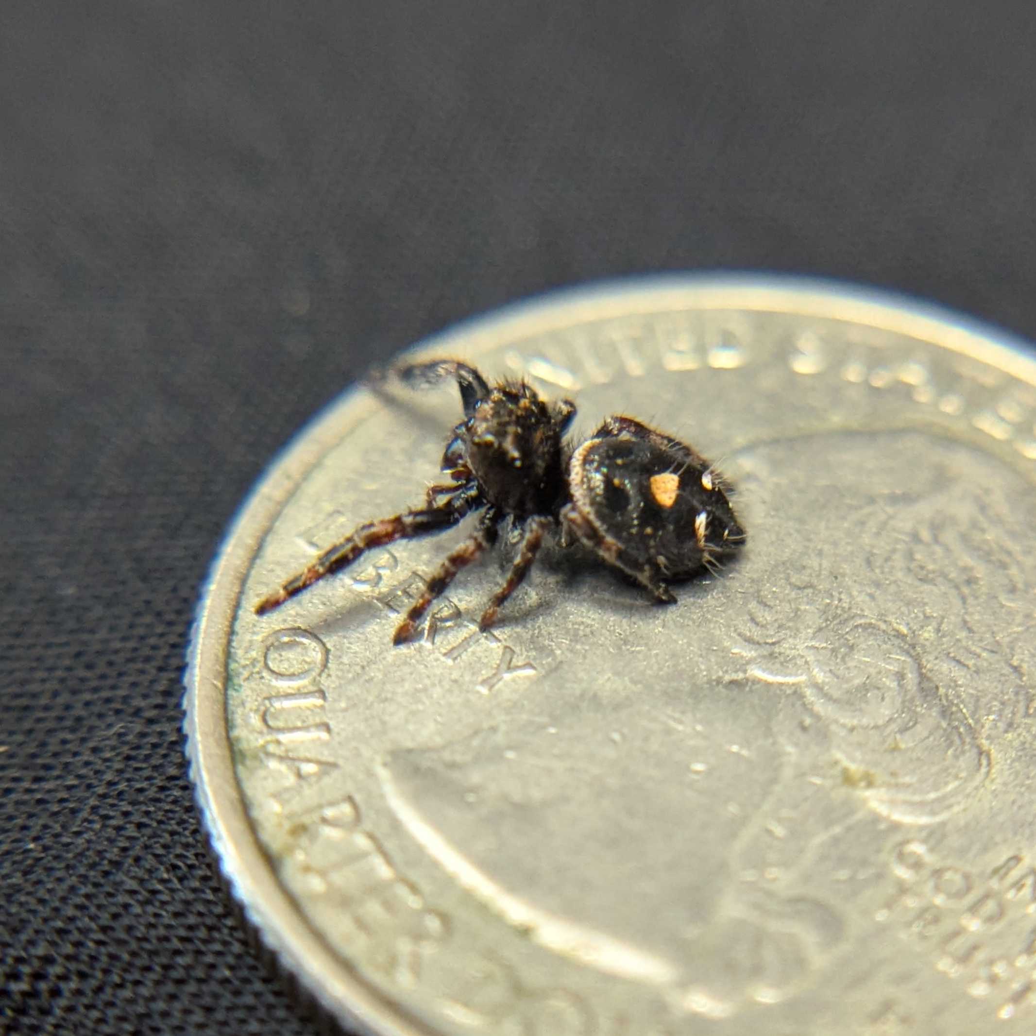 Regal Jumping Spider "Brownie"
