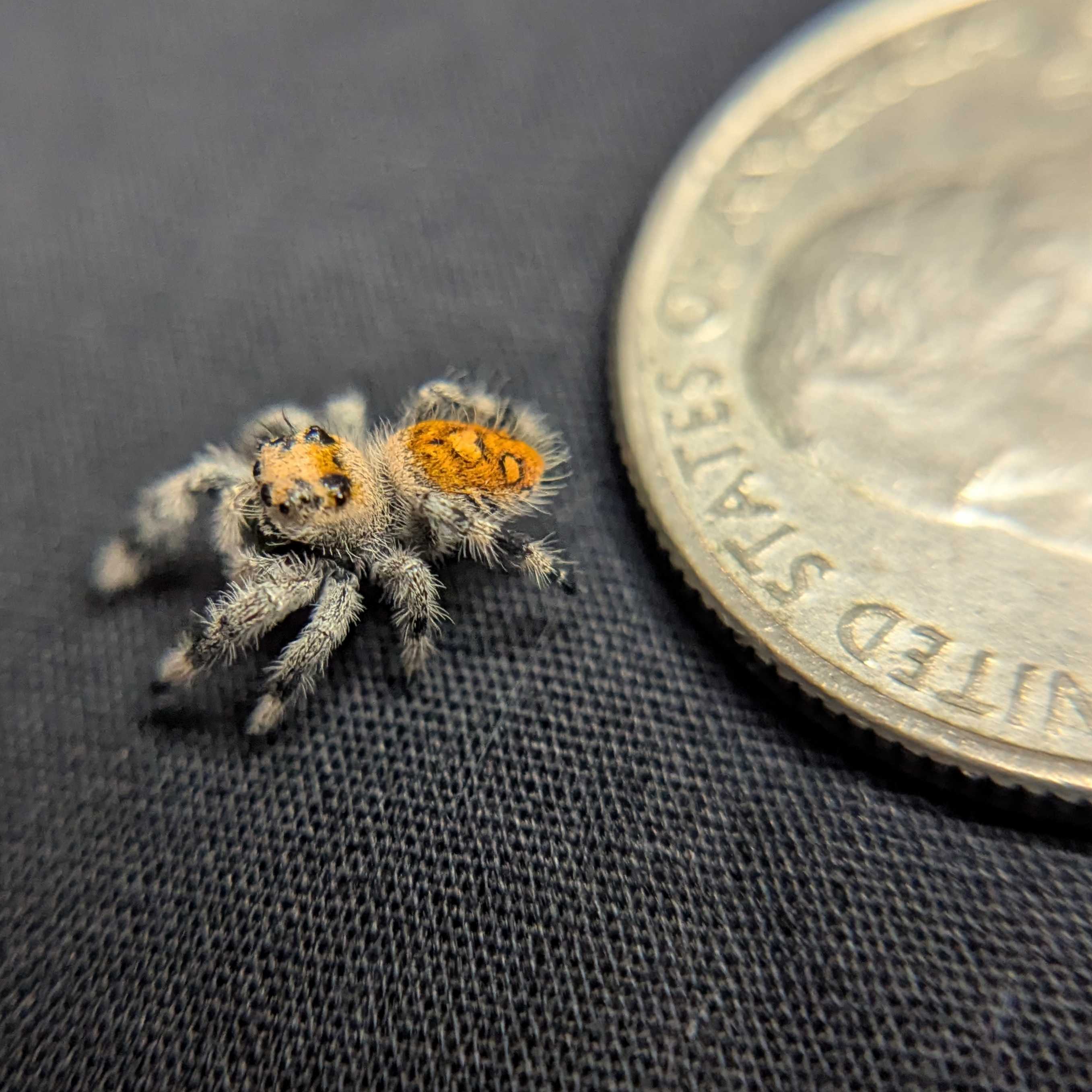 Regal Jumping Spider “Inferno”