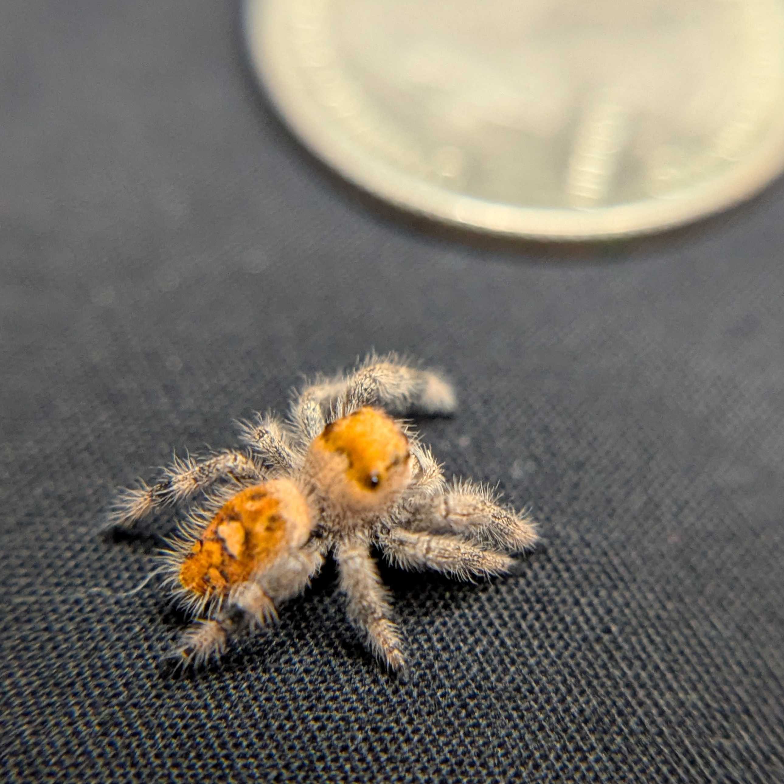 Regal Jumping Spider "Toasty"