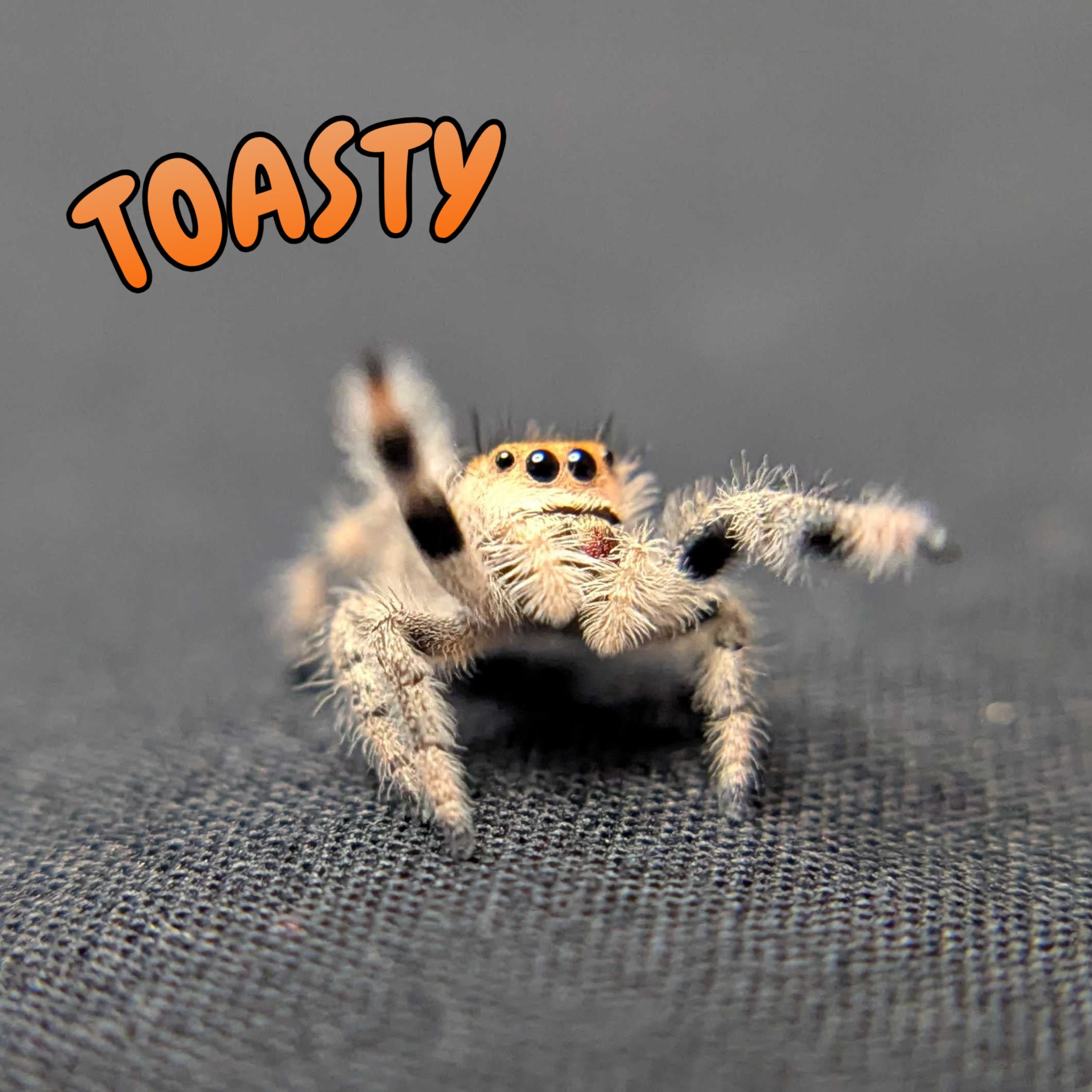 Regal Jumping Spider "Toasty"