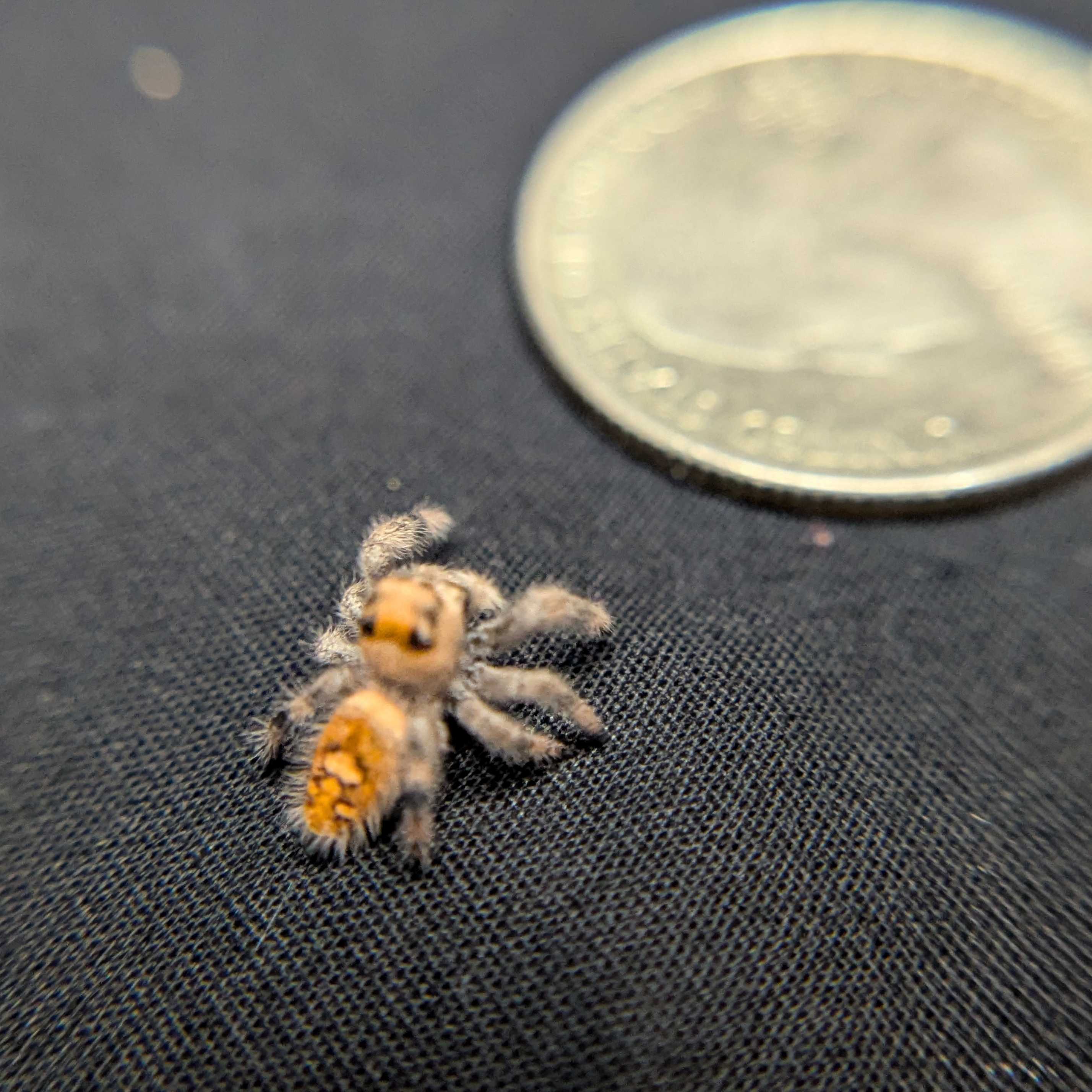 Regal Jumping Spider "Coven"