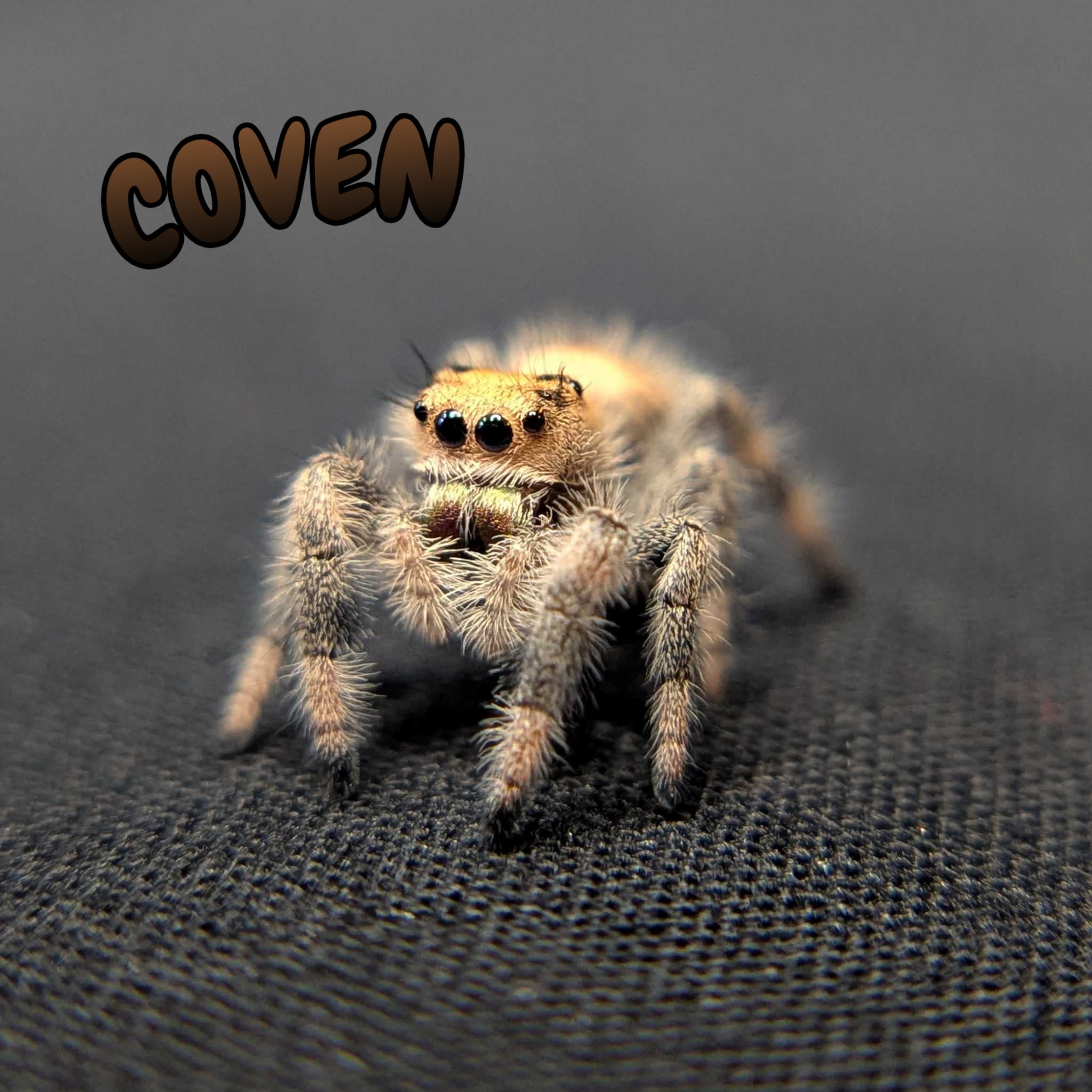 Regal Jumping Spider "Coven"