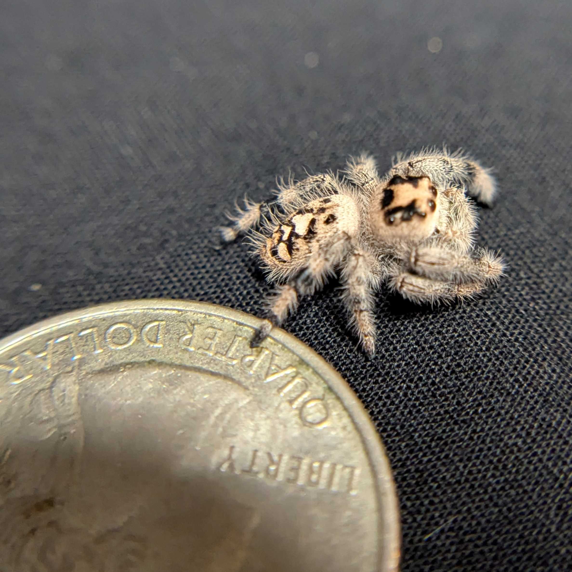 Regal Jumping Spider "Sparkle"