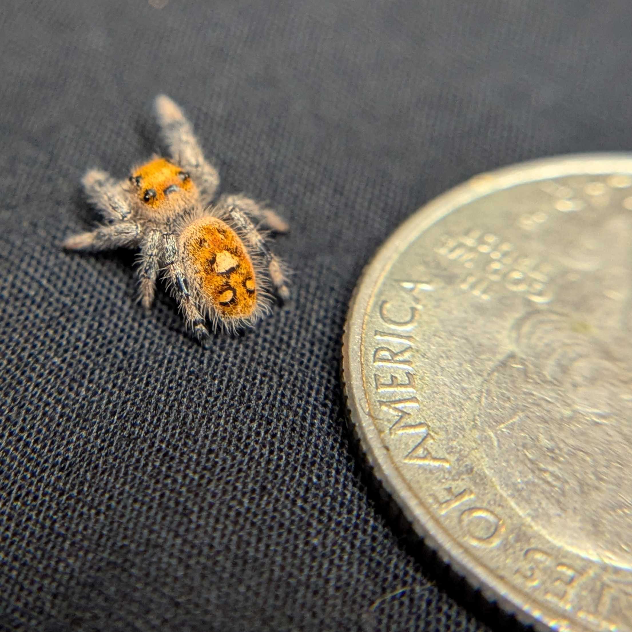 Regal Jumping Spider "Fire"