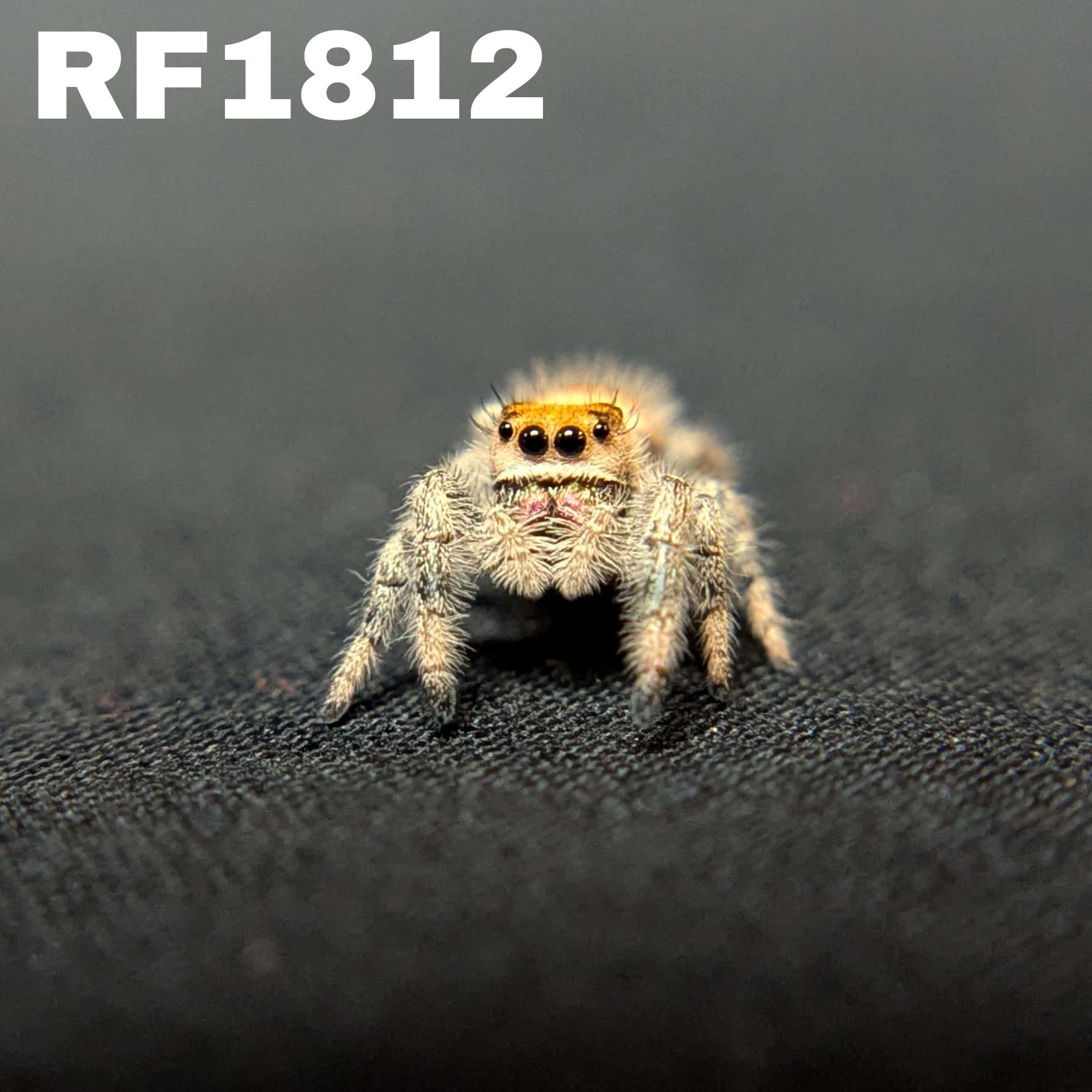 Regal Jumping Spider "Fire"