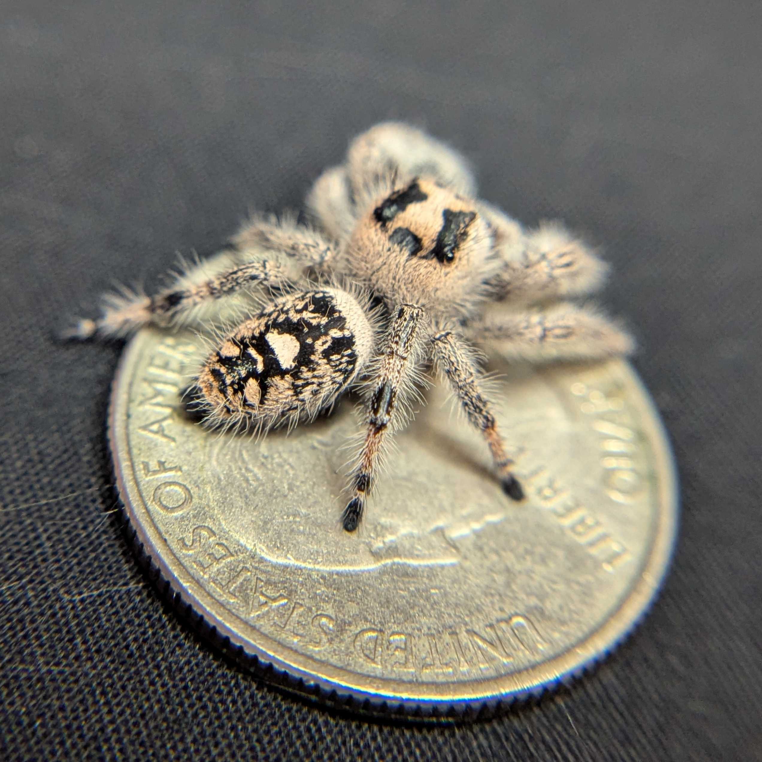 Regal Jumping Spider "Eggplant"