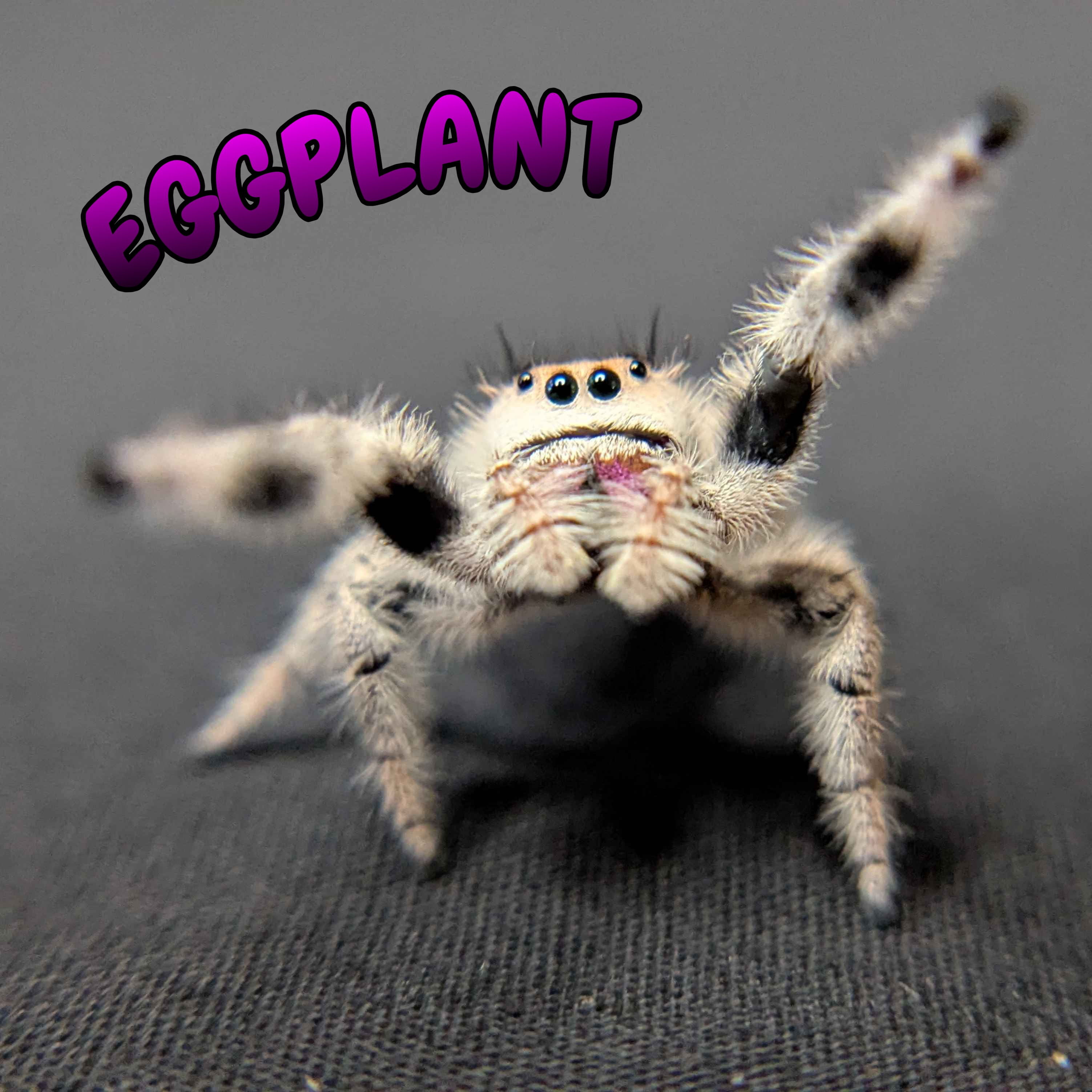 Regal Jumping Spider "Eggplant"