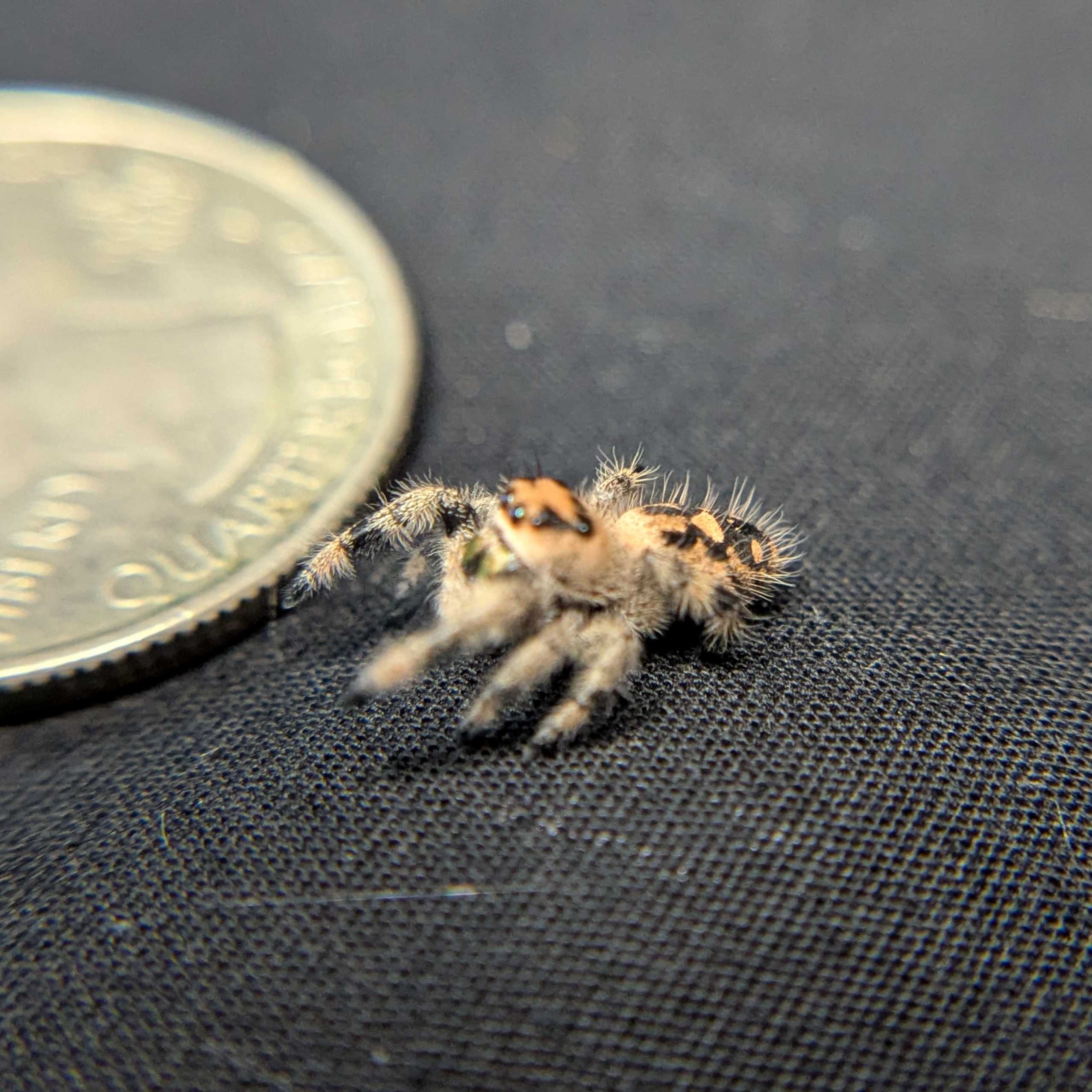 Regal Jumping Spider "Cheetah"