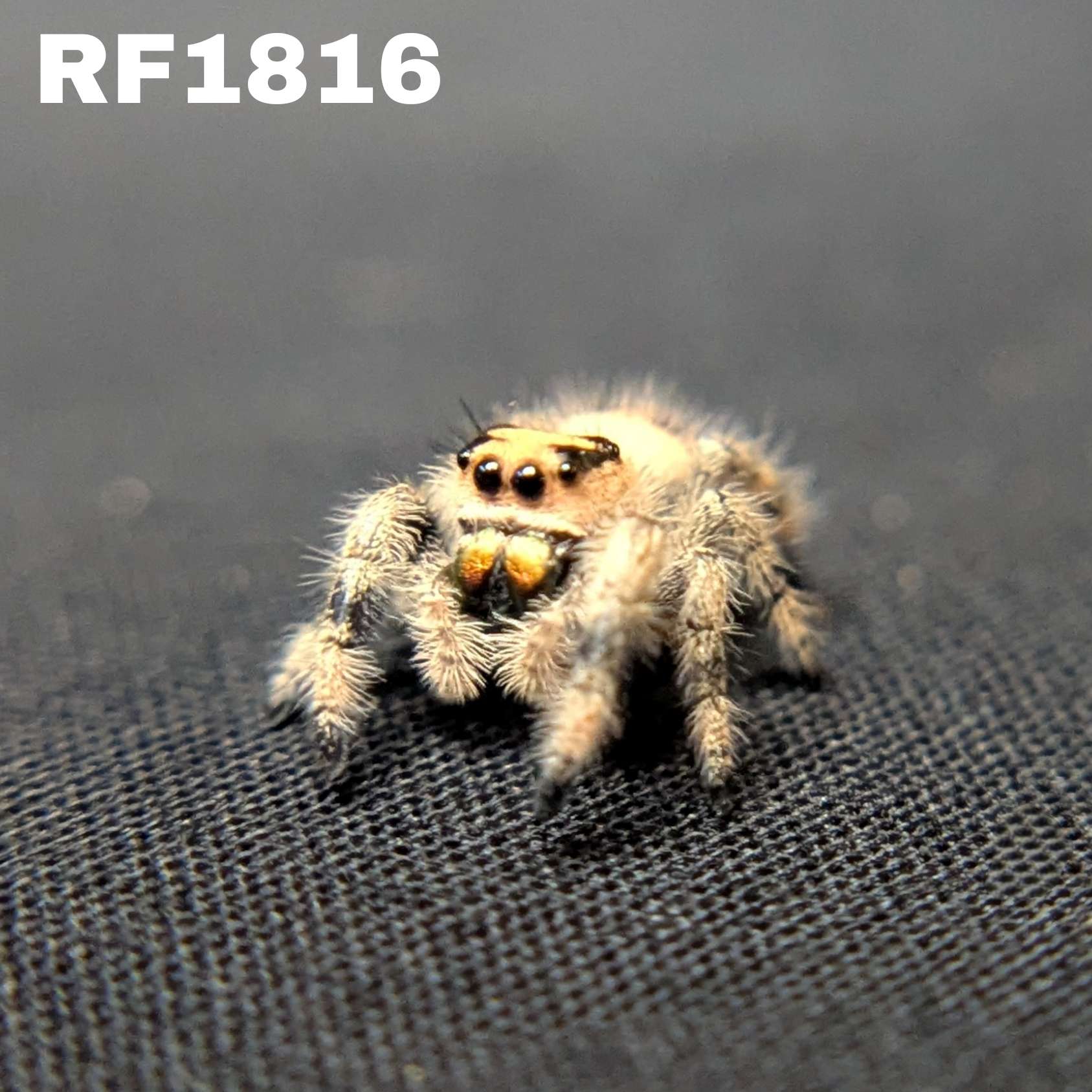 Regal Jumping Spider "Cheetah"