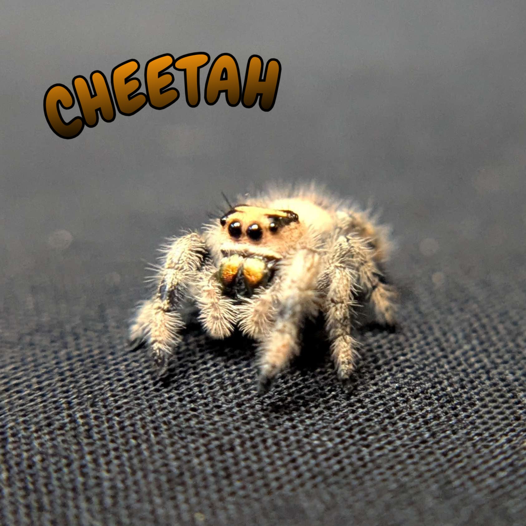 Regal Jumping Spider "Cheetah"