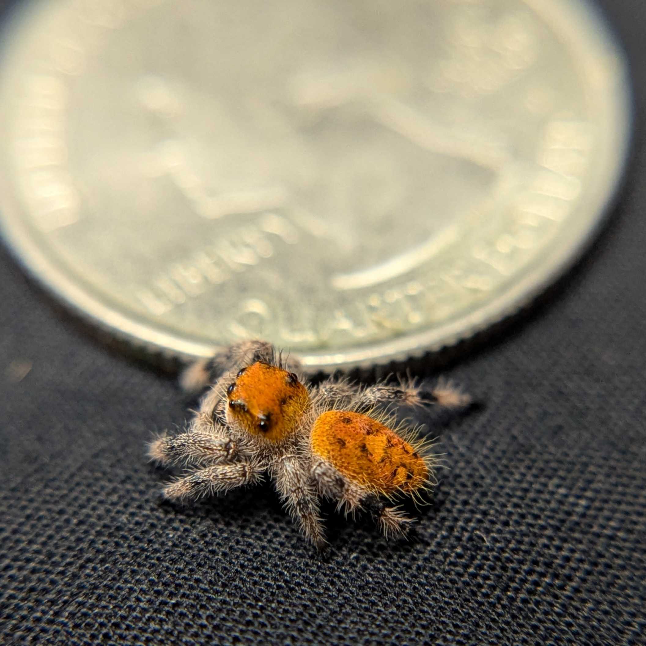 Regal Jumping Spider "Fireball"