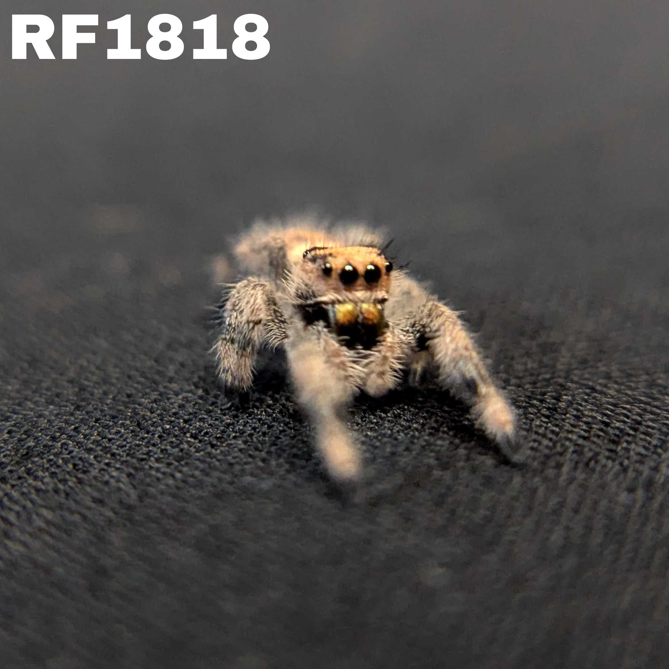 Regal Jumping Spider "Cinders"