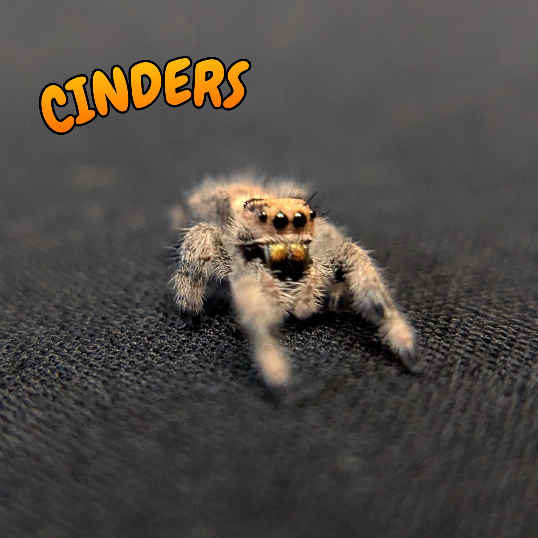 Regal Jumping Spider "Cinders"
