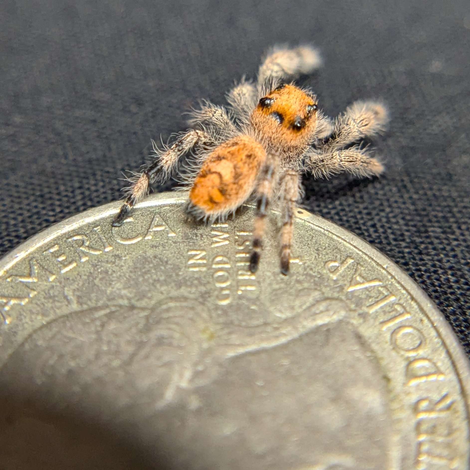 Regal Jumping Spider "Autumn"